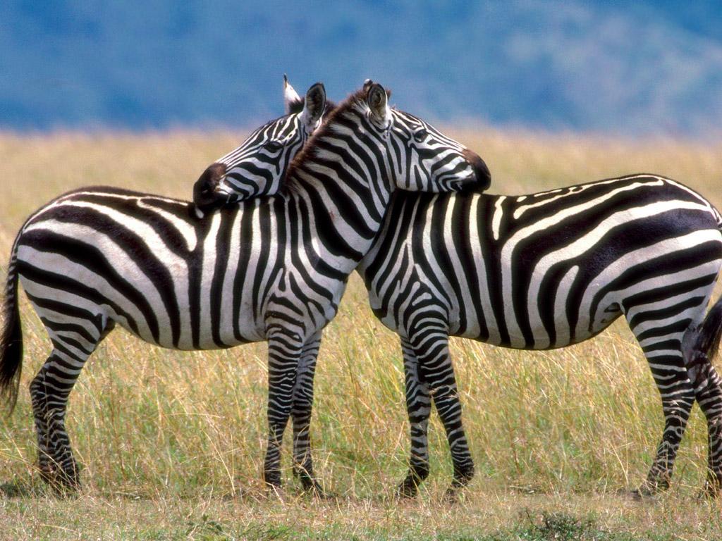 ... zebra ...