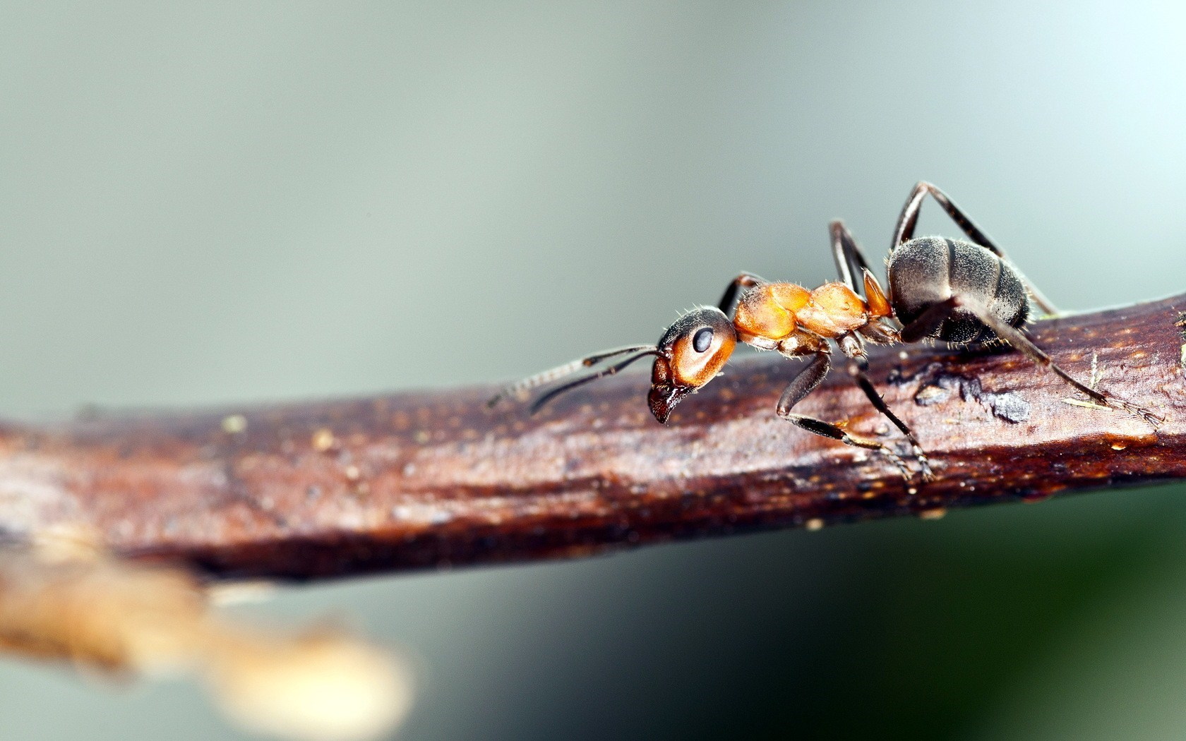 Ant Branch Nature Macro Photo