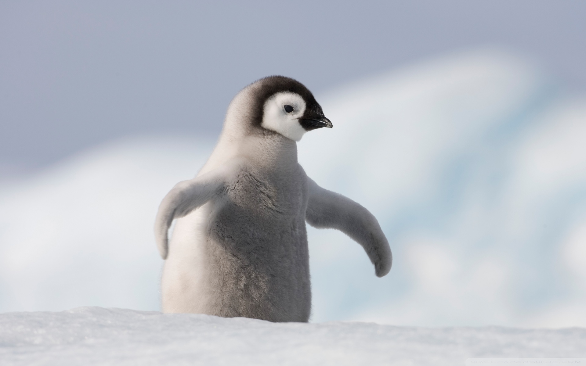 Baby Penguin, Antarctica HD Wide Wallpaper for Widescreen