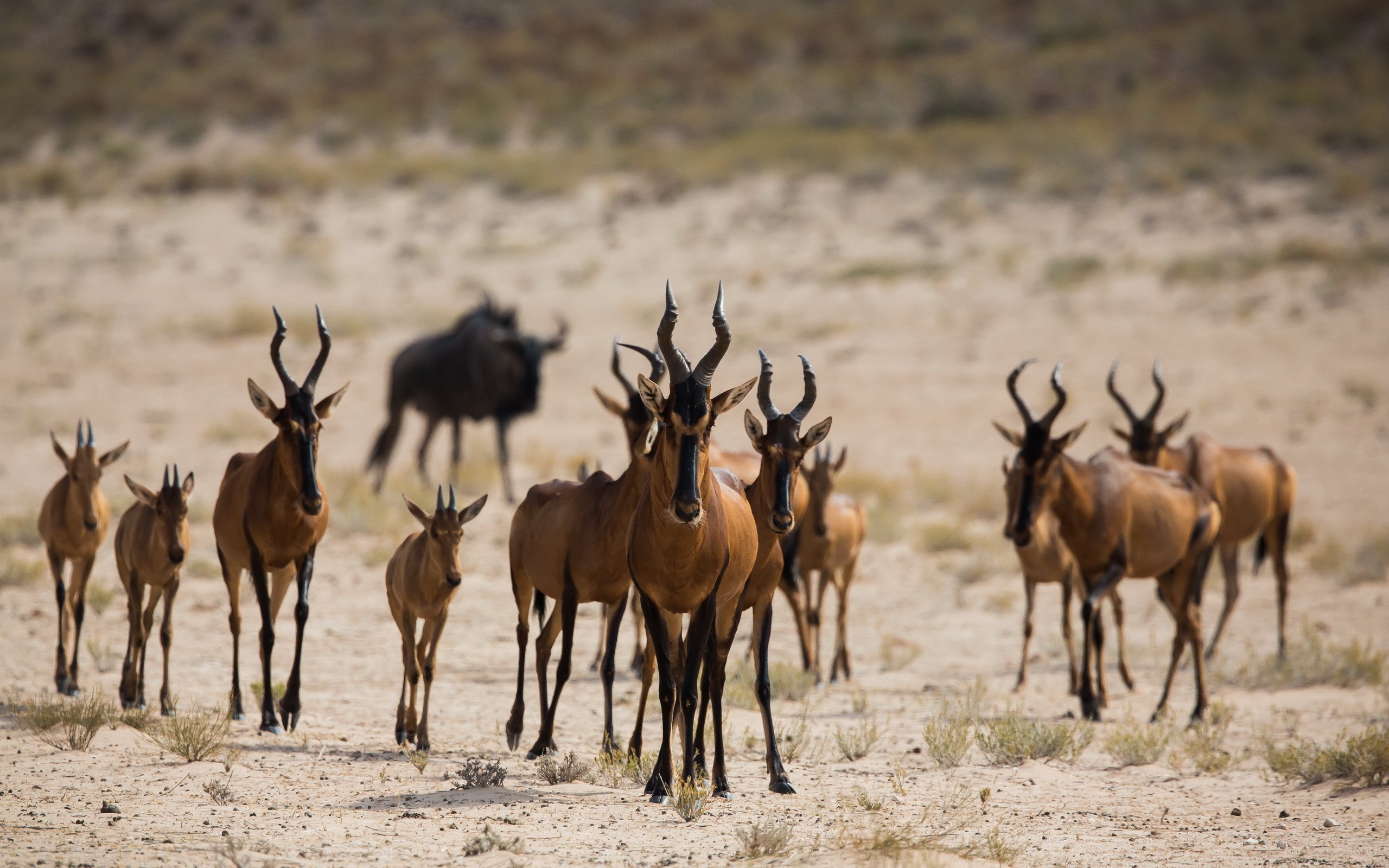 Antelopes Africa Nature