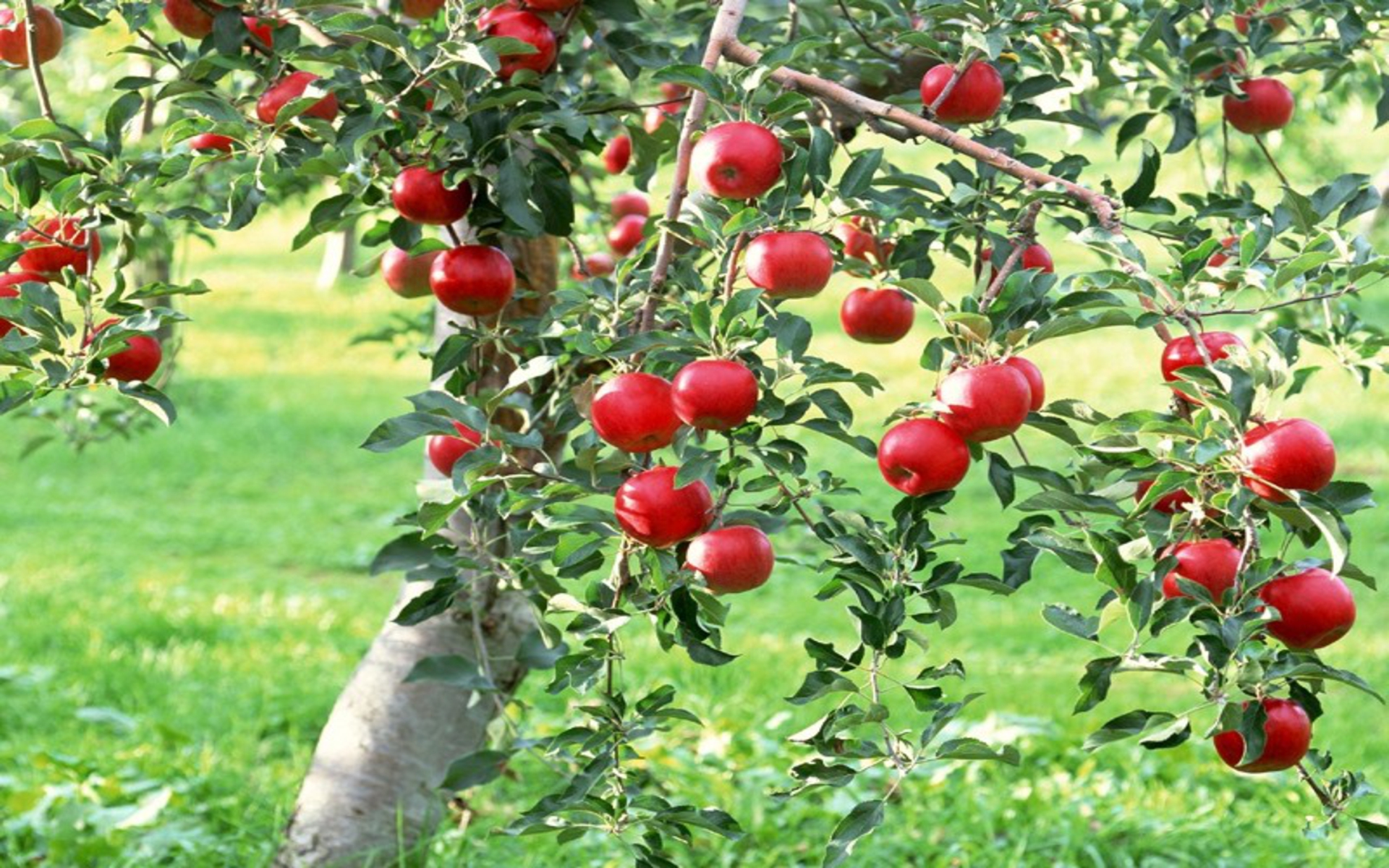 DOWNLOAD: apple-tree free picture 2560 x 1600