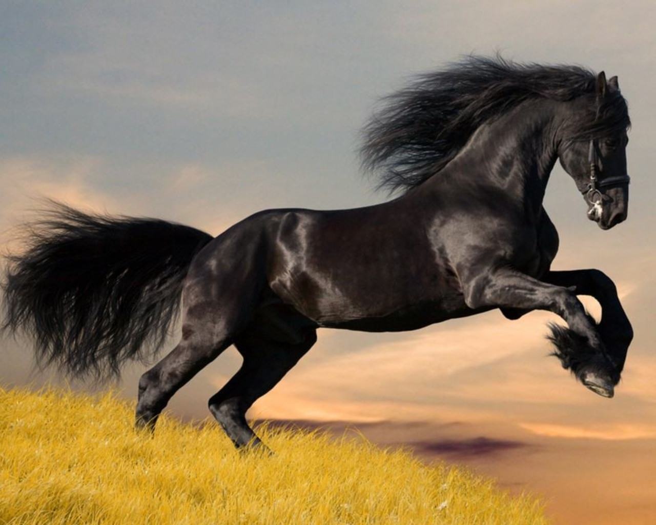 The Arabian horse plays a prominent part in Awakening the Beast. Below are excerpts from Wikipedia.