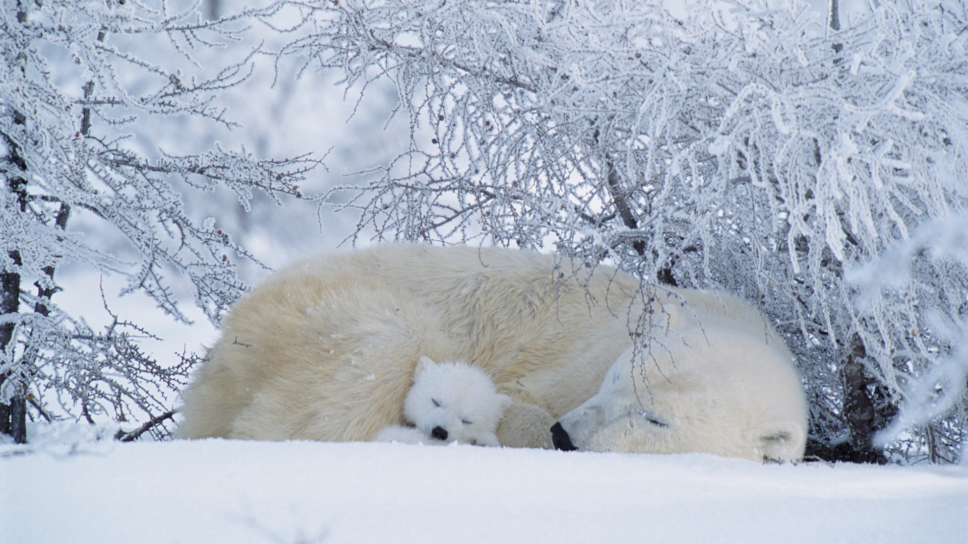 Arctic Bears