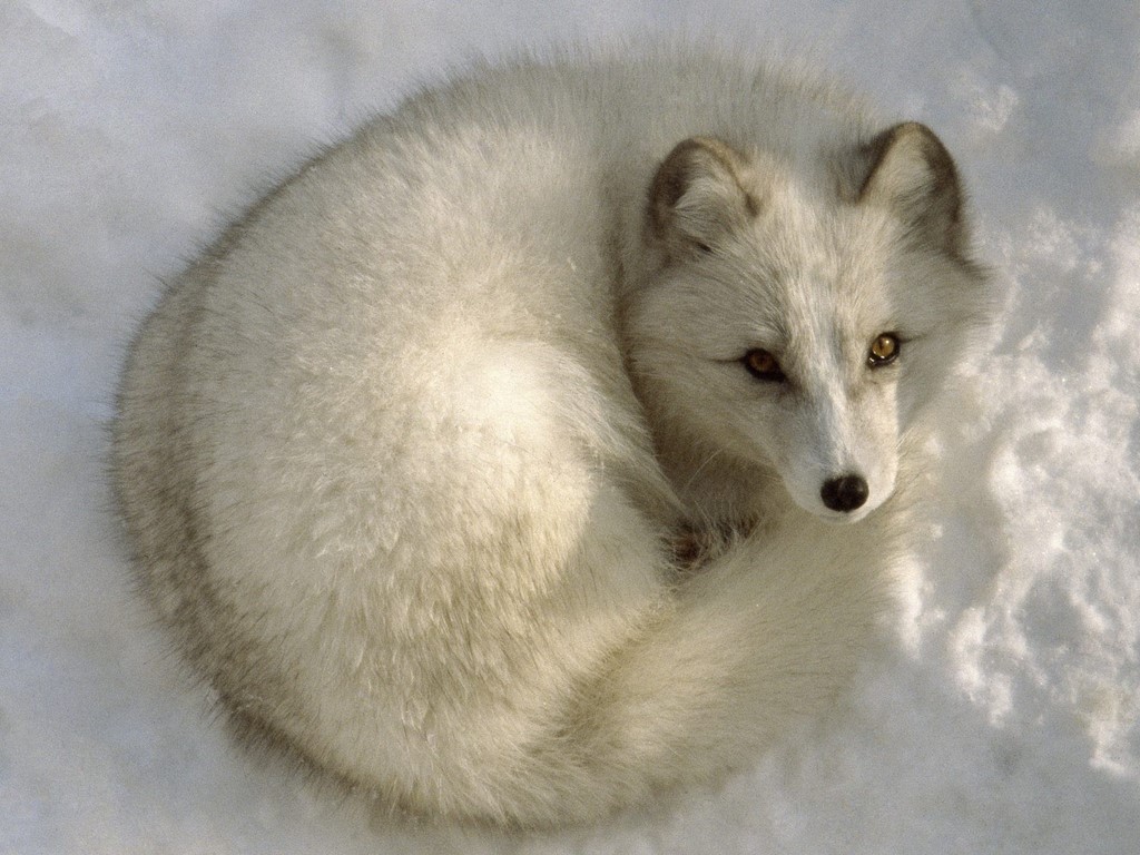The Arctic fox has special evolutionary adaptations to ensure it thrives in its environment. The Arctic fox is an endotherm which means it controls its own ...