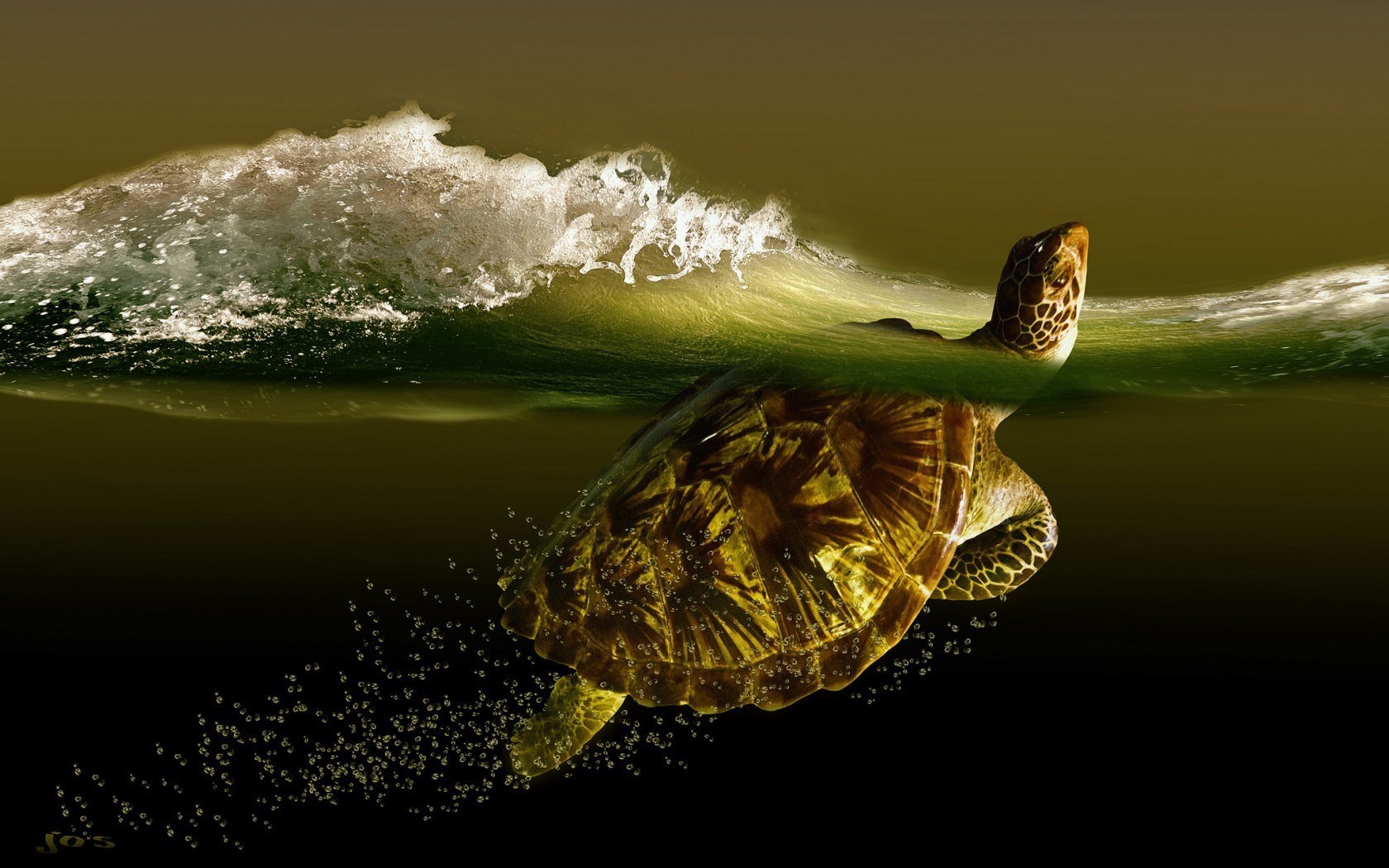 Turtle Water Art HD Wallpaper