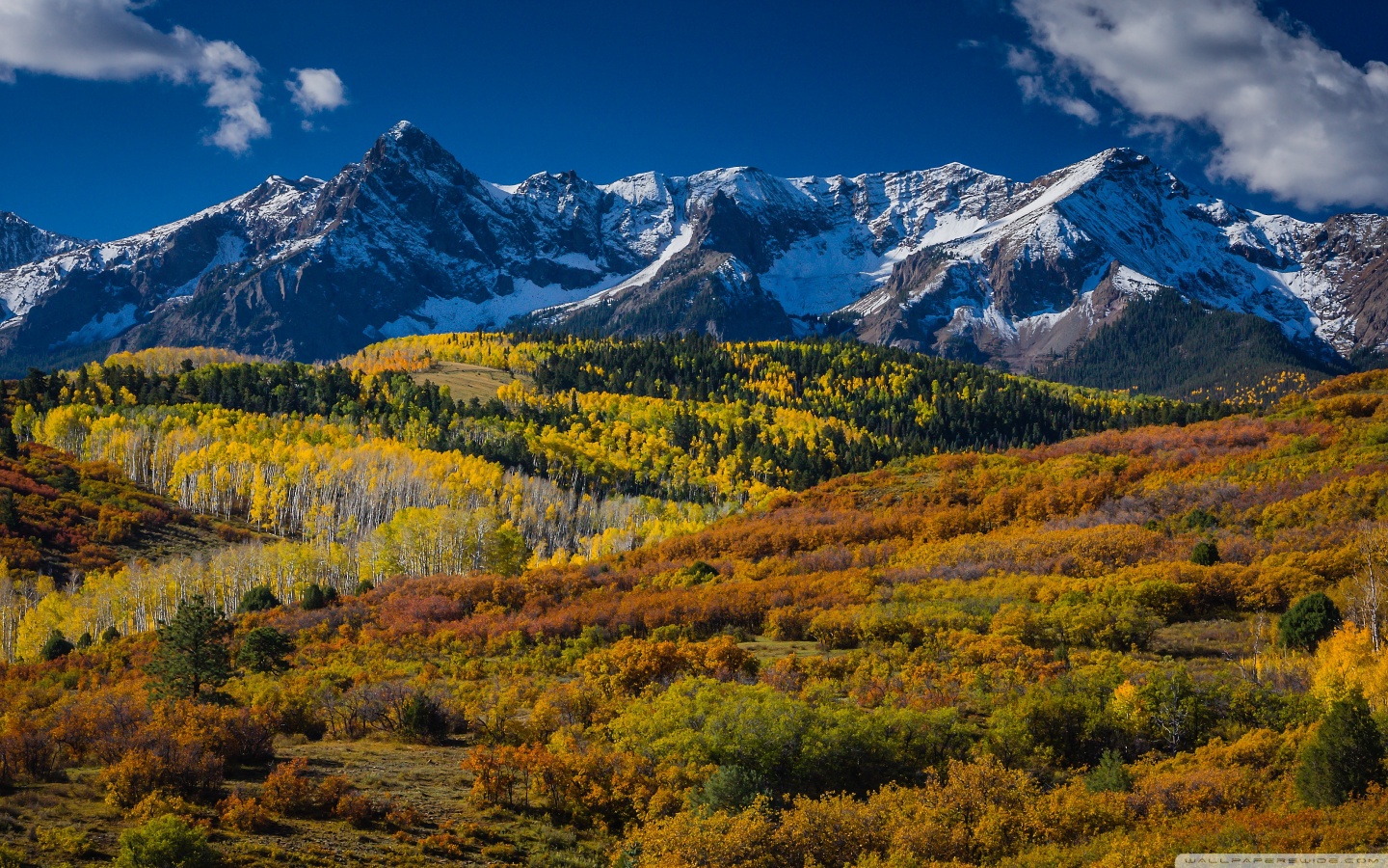 Aspen wallpaper 1440x900 79410