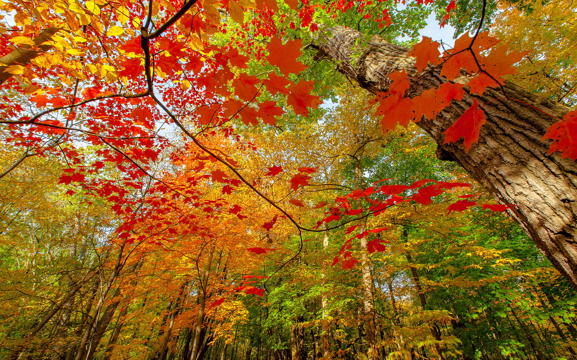 Autumn colored branches wallpaper | 1920x1200 | #29038