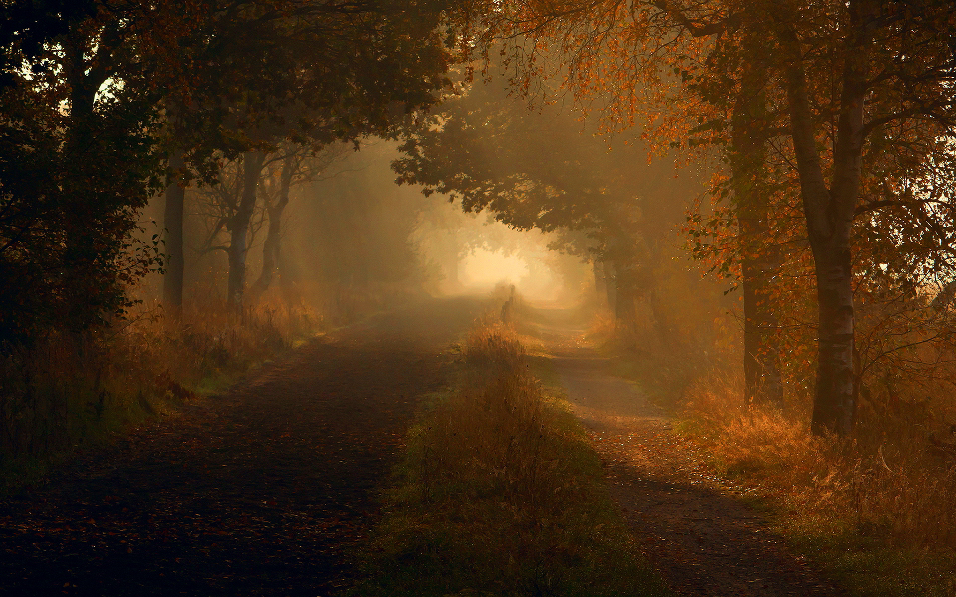Autumn dim forest road