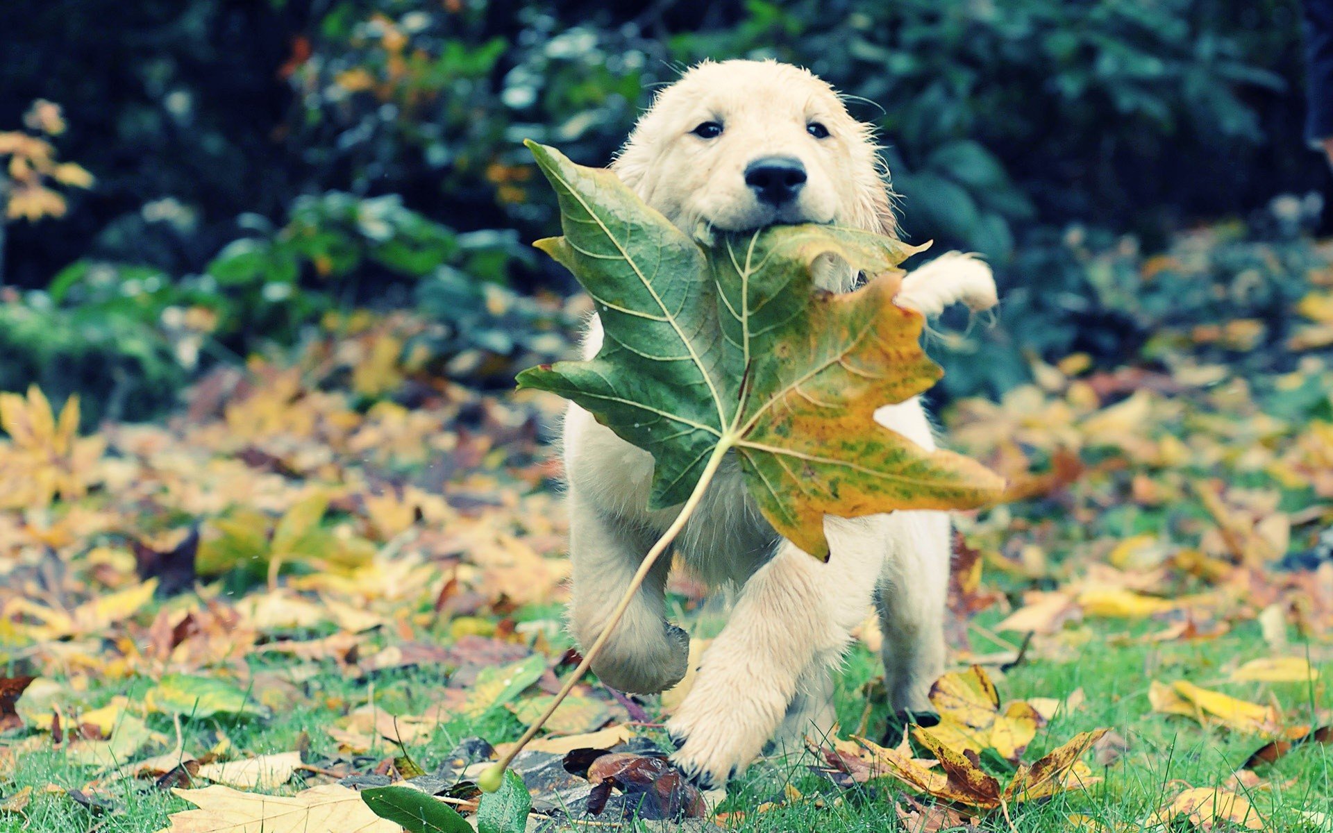 autumn animals leaves grass dogs puppies adventure golden retriever fallen leaves wallpaper background
