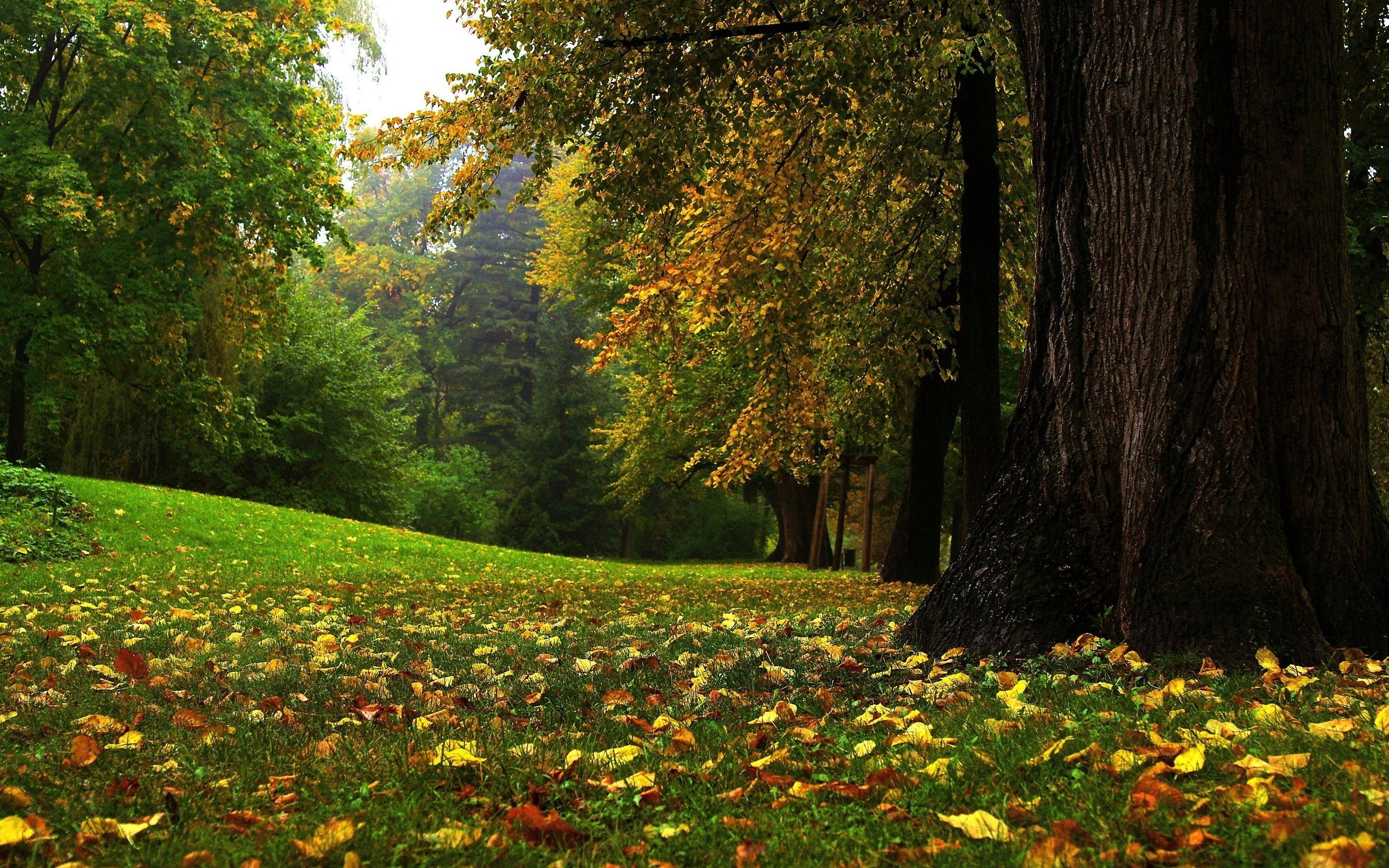 Autumn Forest Glade