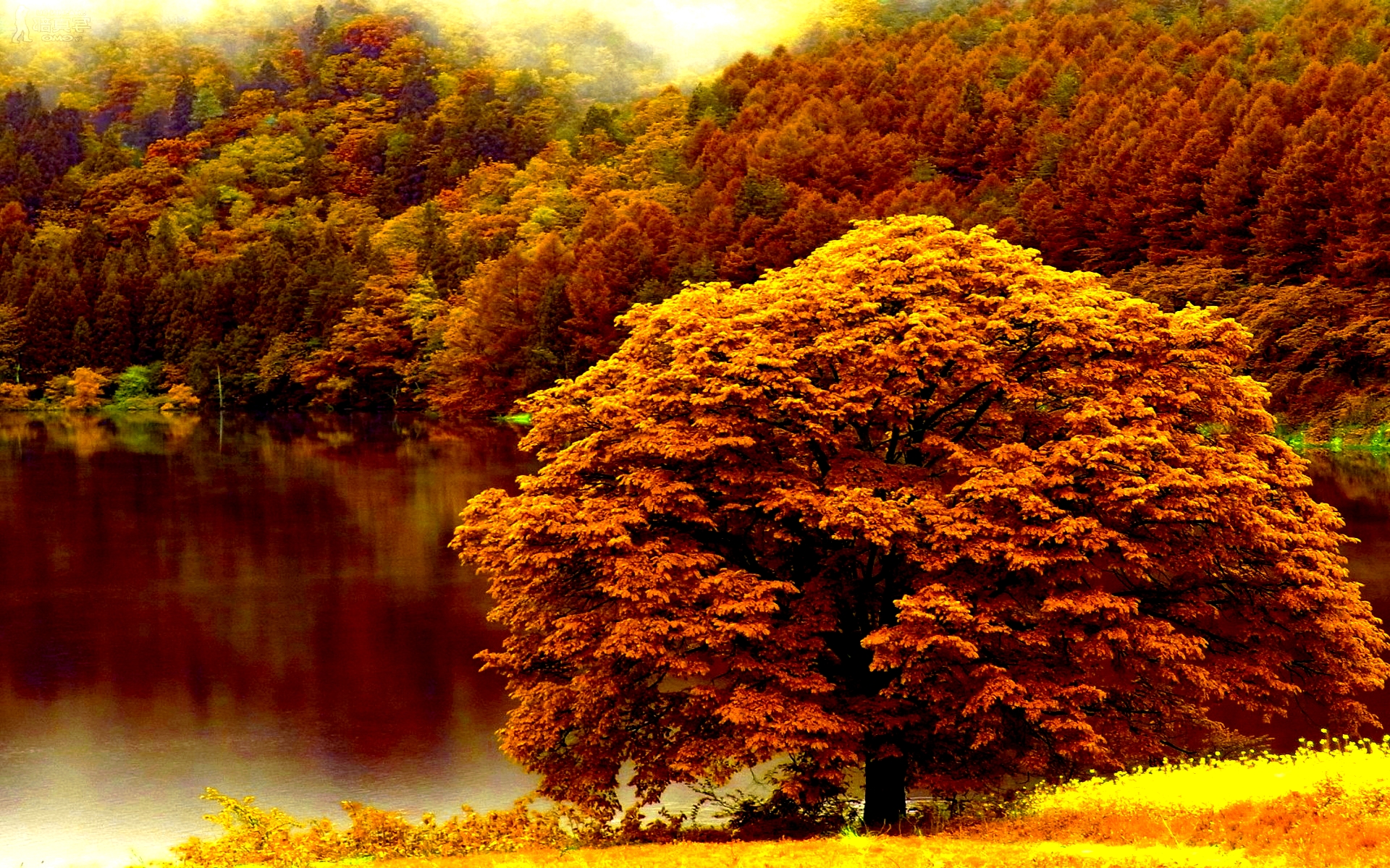 Hd Autumn Forest Lake Wallpaper Download Free Xpx 1920x1200px