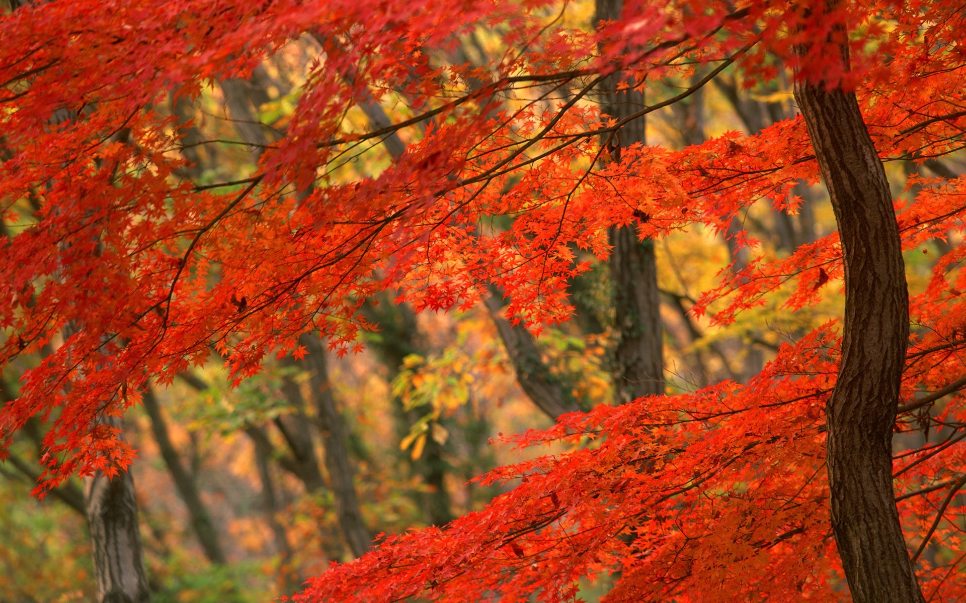Autumn japan tree