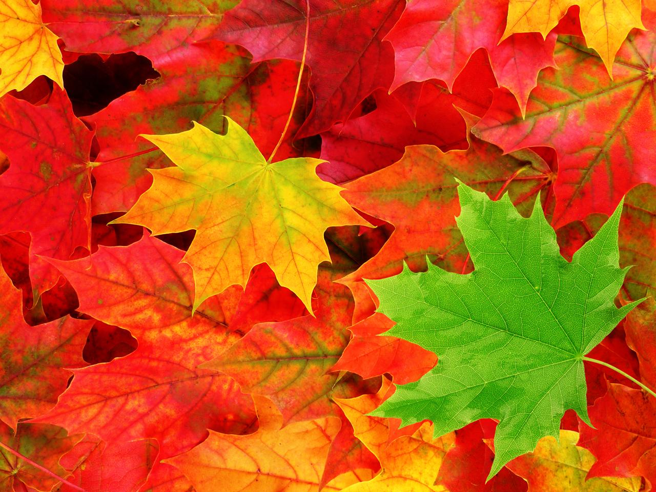 View And Download Autumn Leaves Wallpapers