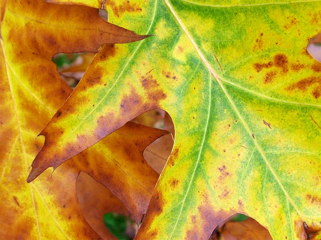 Autumn Kew Garden Benches · Autumn Leaf Closeup