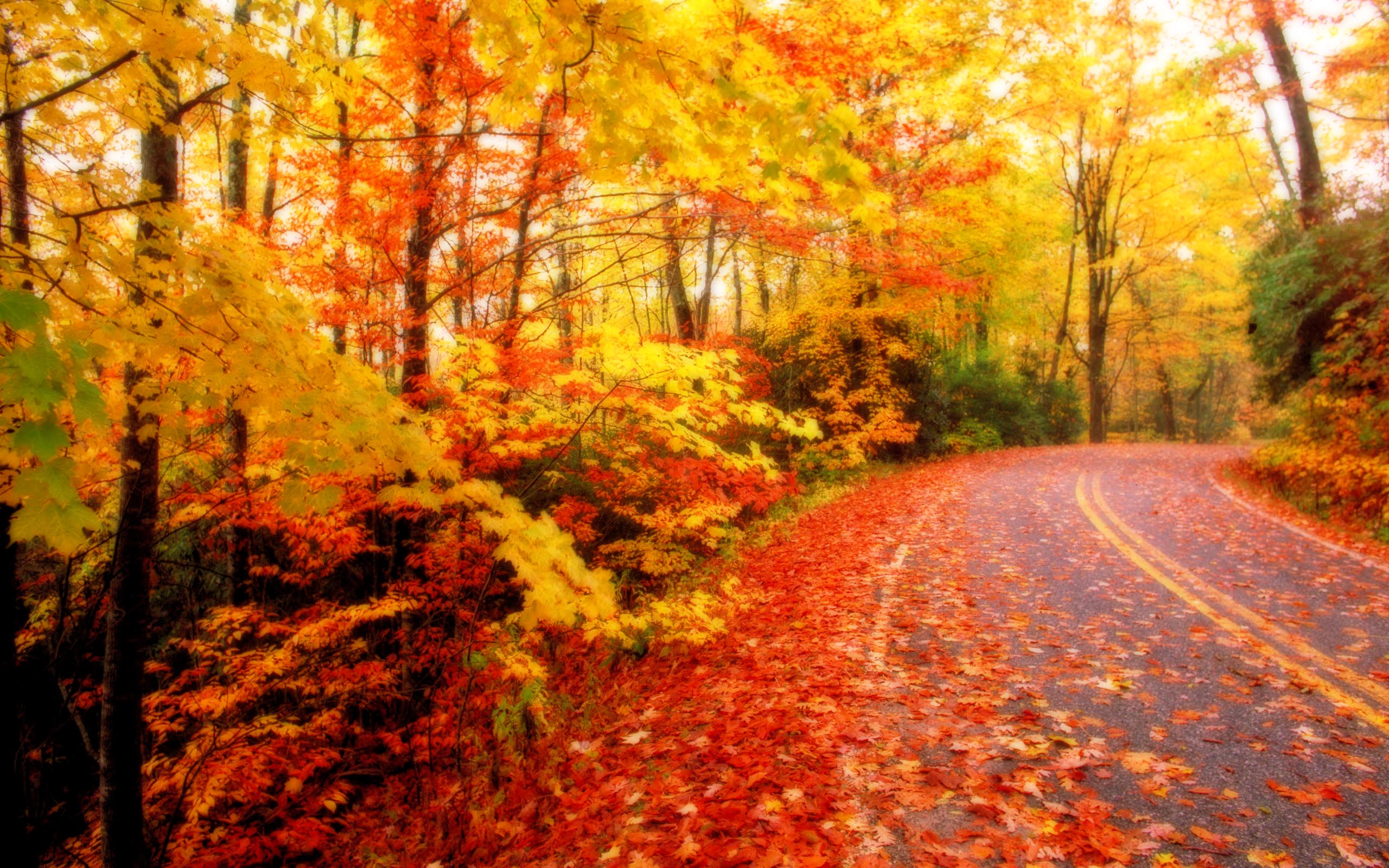 Autumn Leaves Pictures Wallpaper 2560x1600 84002