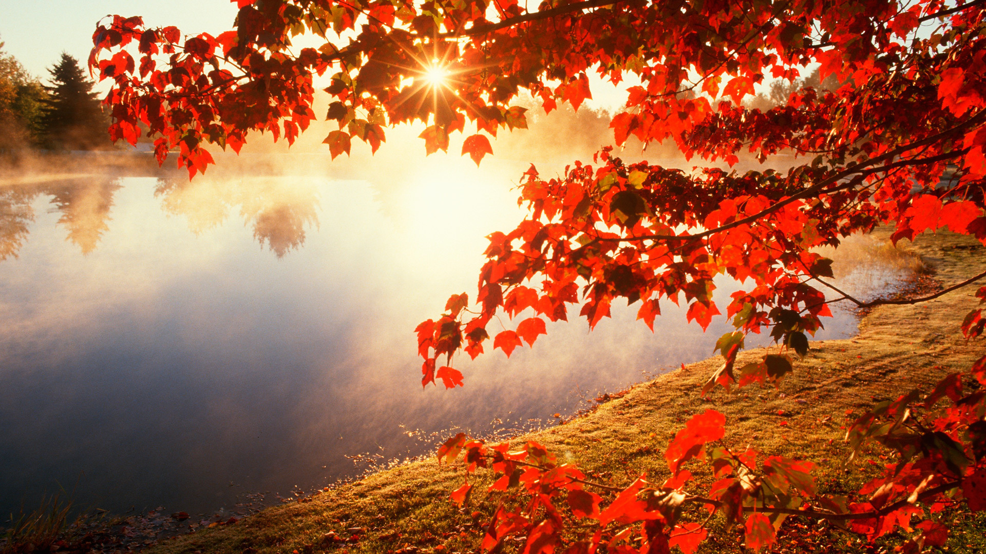 Autumn Leaves Wallpaper