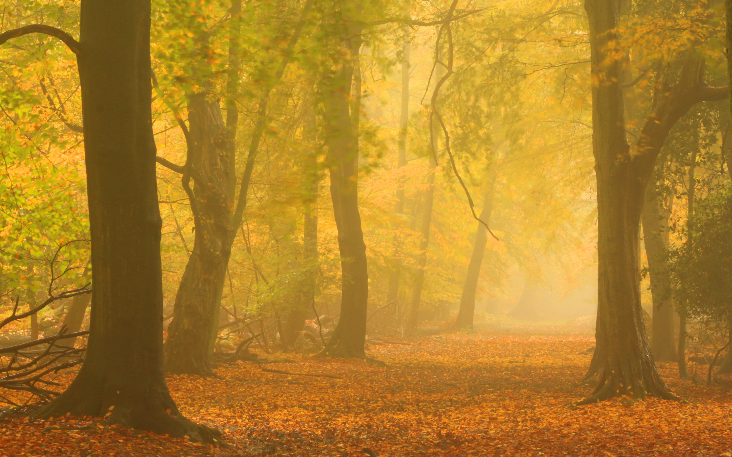 Autumn mist forest road