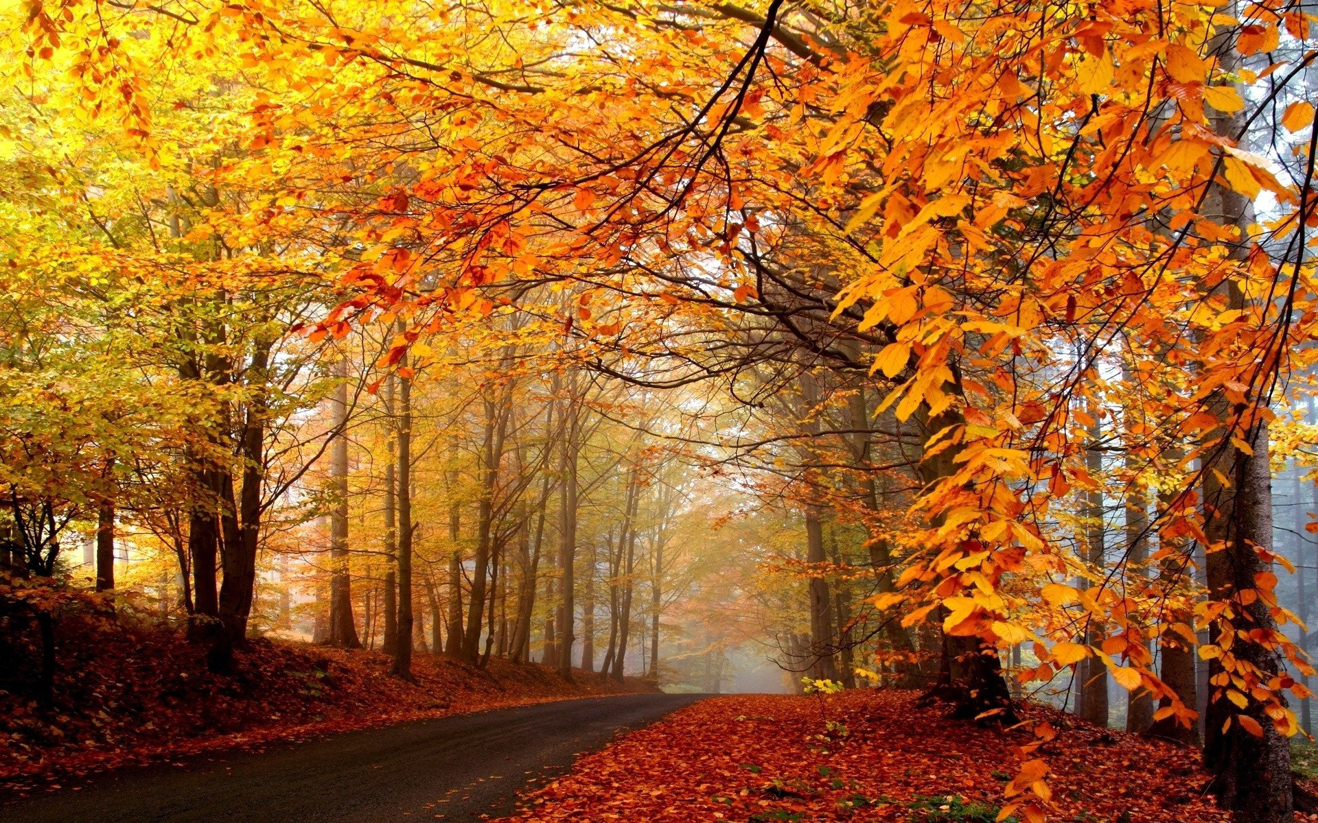 Autumn Nature Scenery