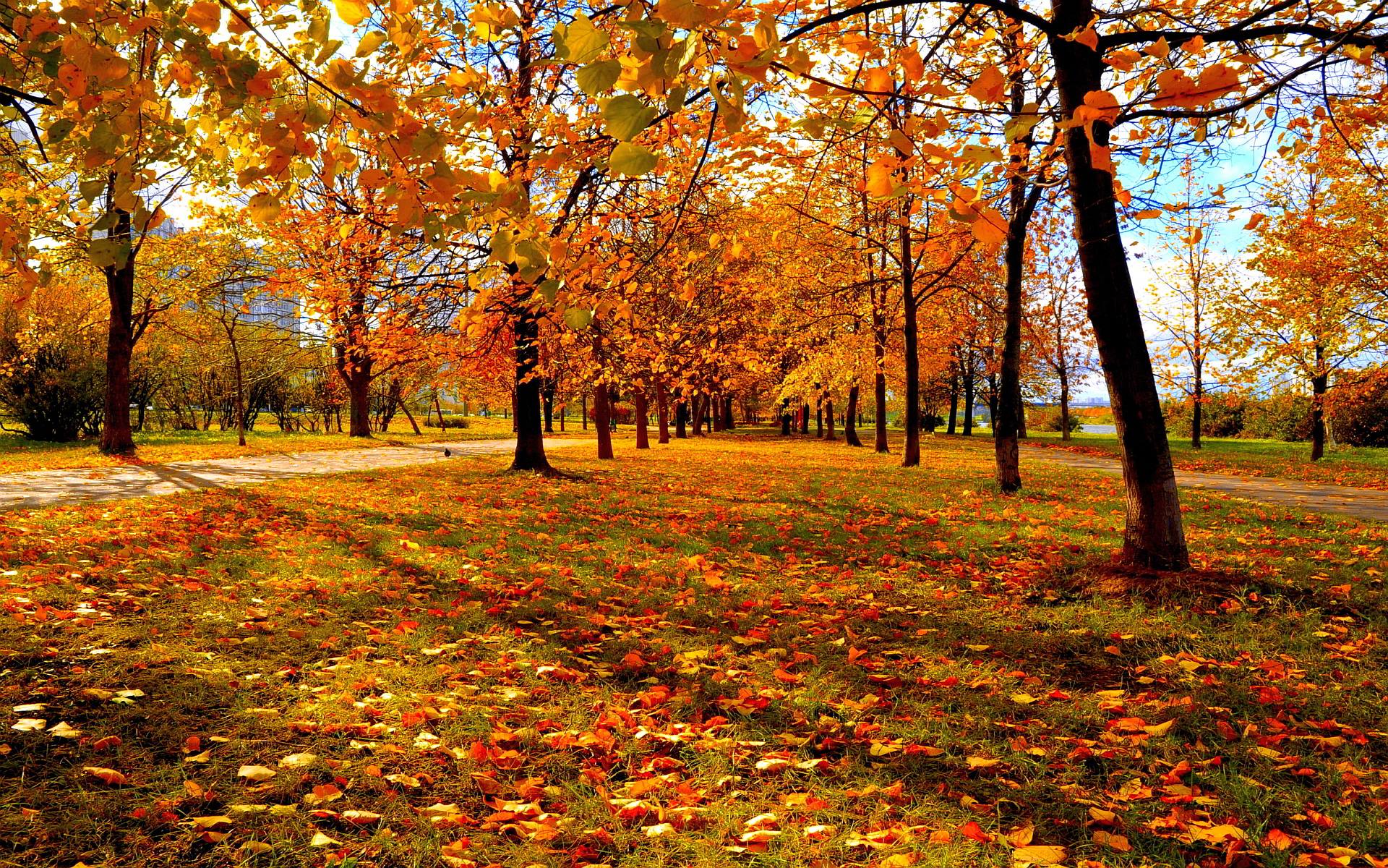Autumn park leaves