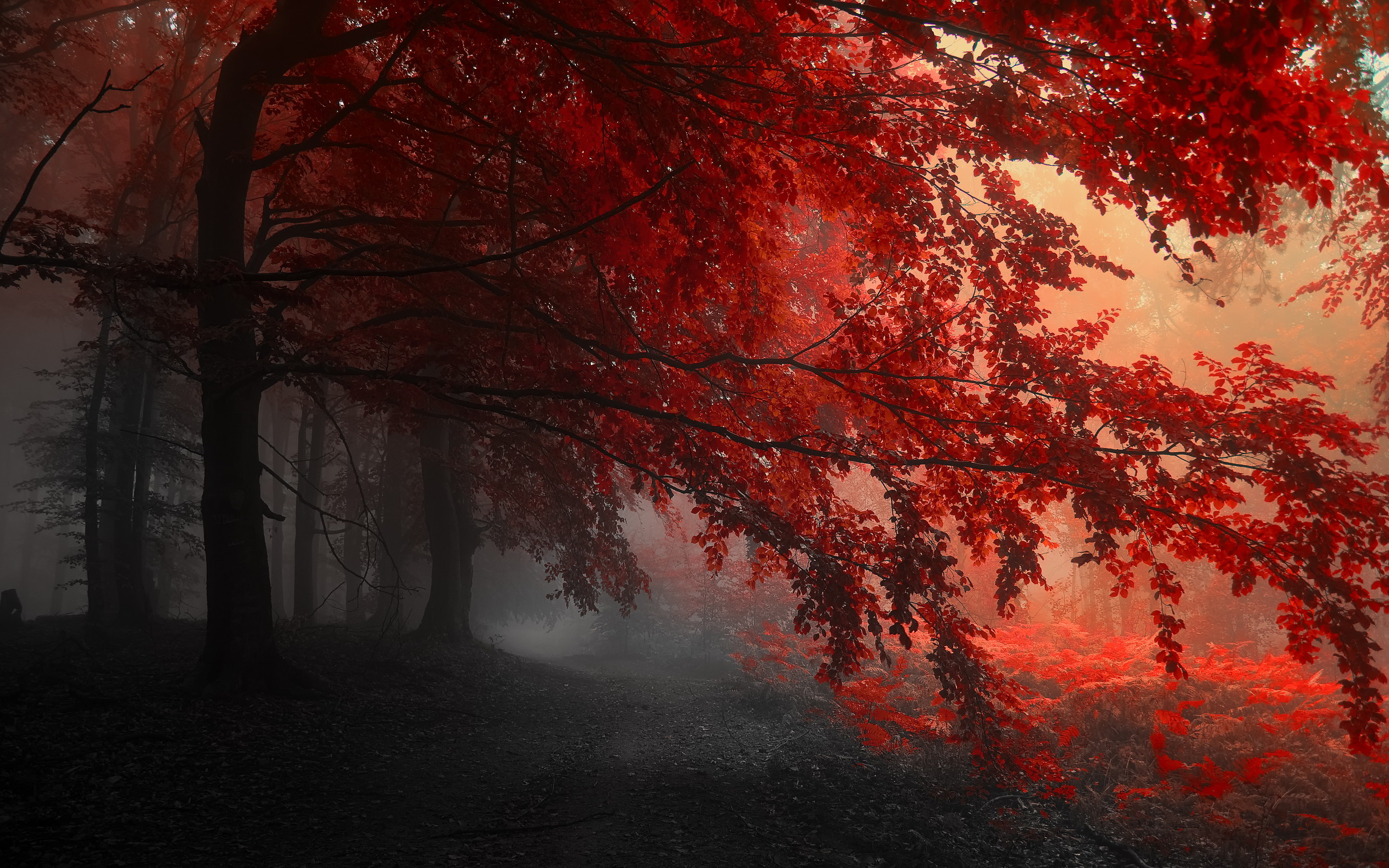 Autumn Red Forest