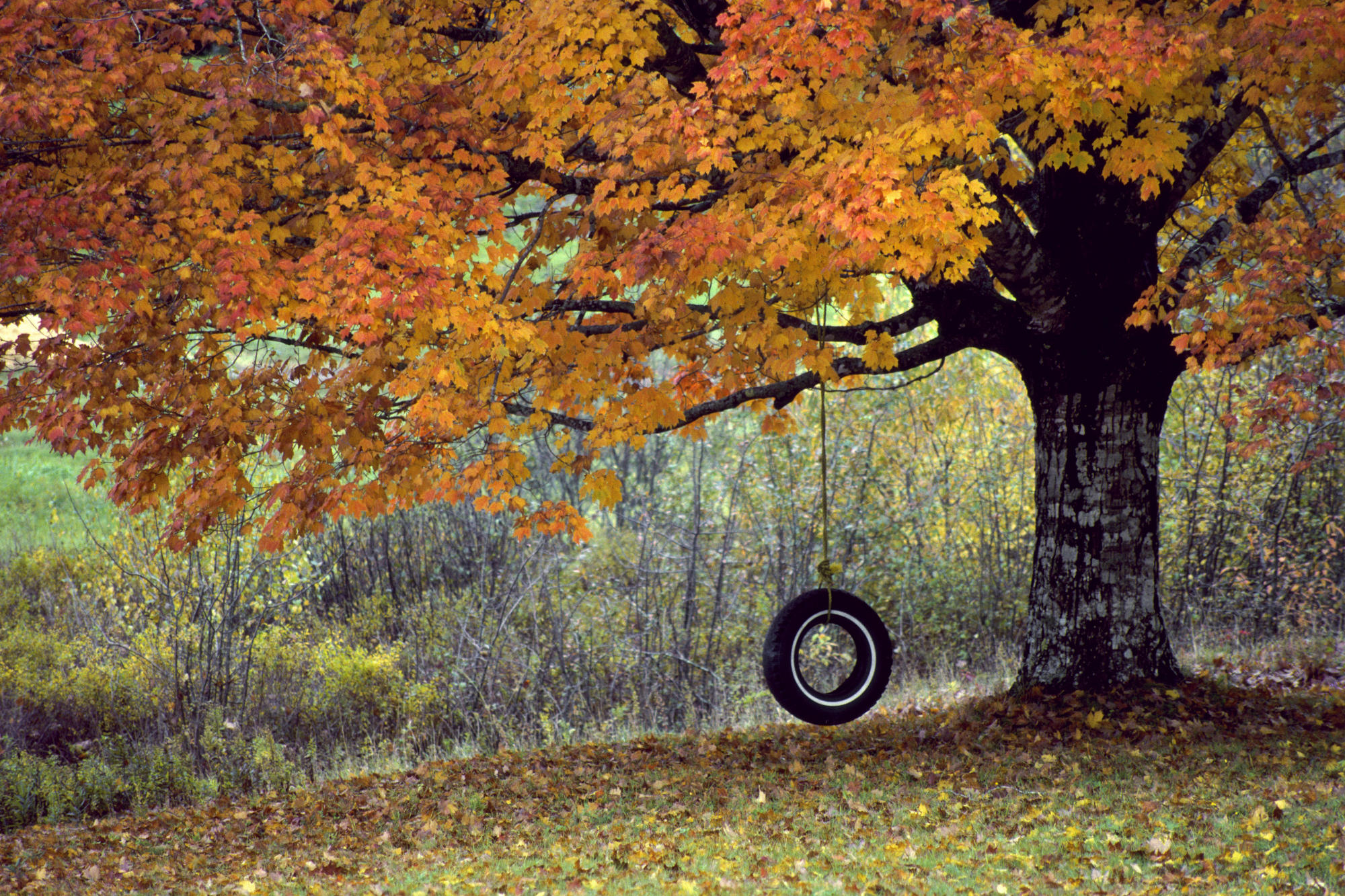 Autumn swing