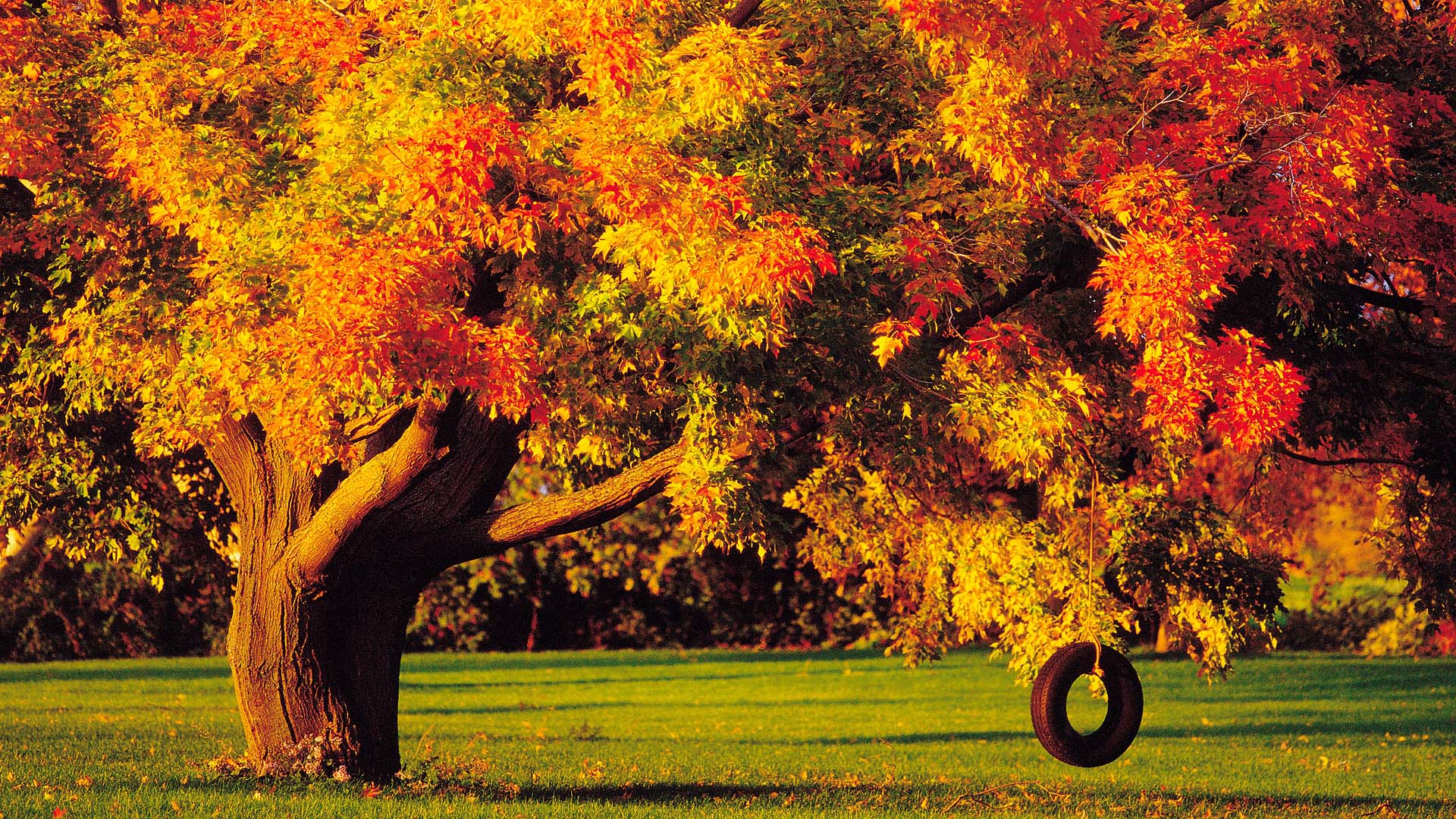 Autumn Tree Background