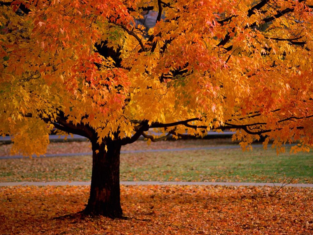 Autumn Trees Leaves