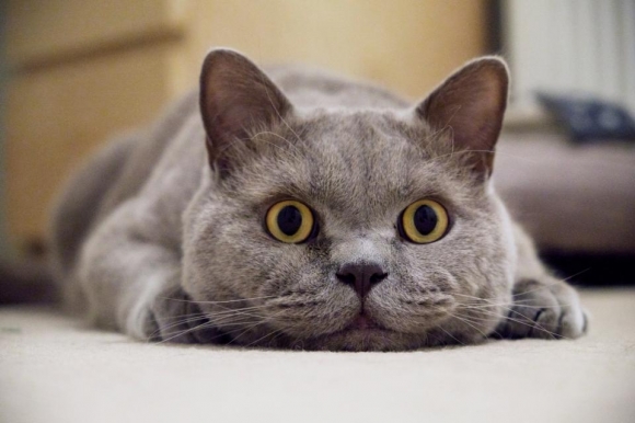 Permalink to 25 Amazing Cat Facts
