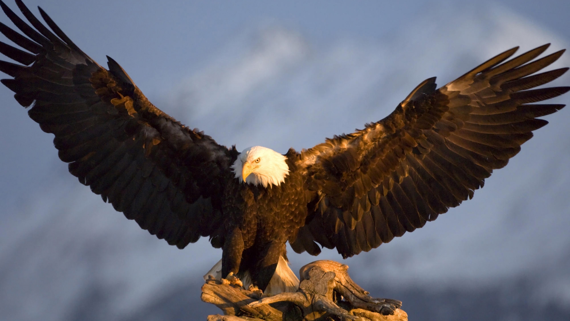 Awesome Eagle Wallpaper HD