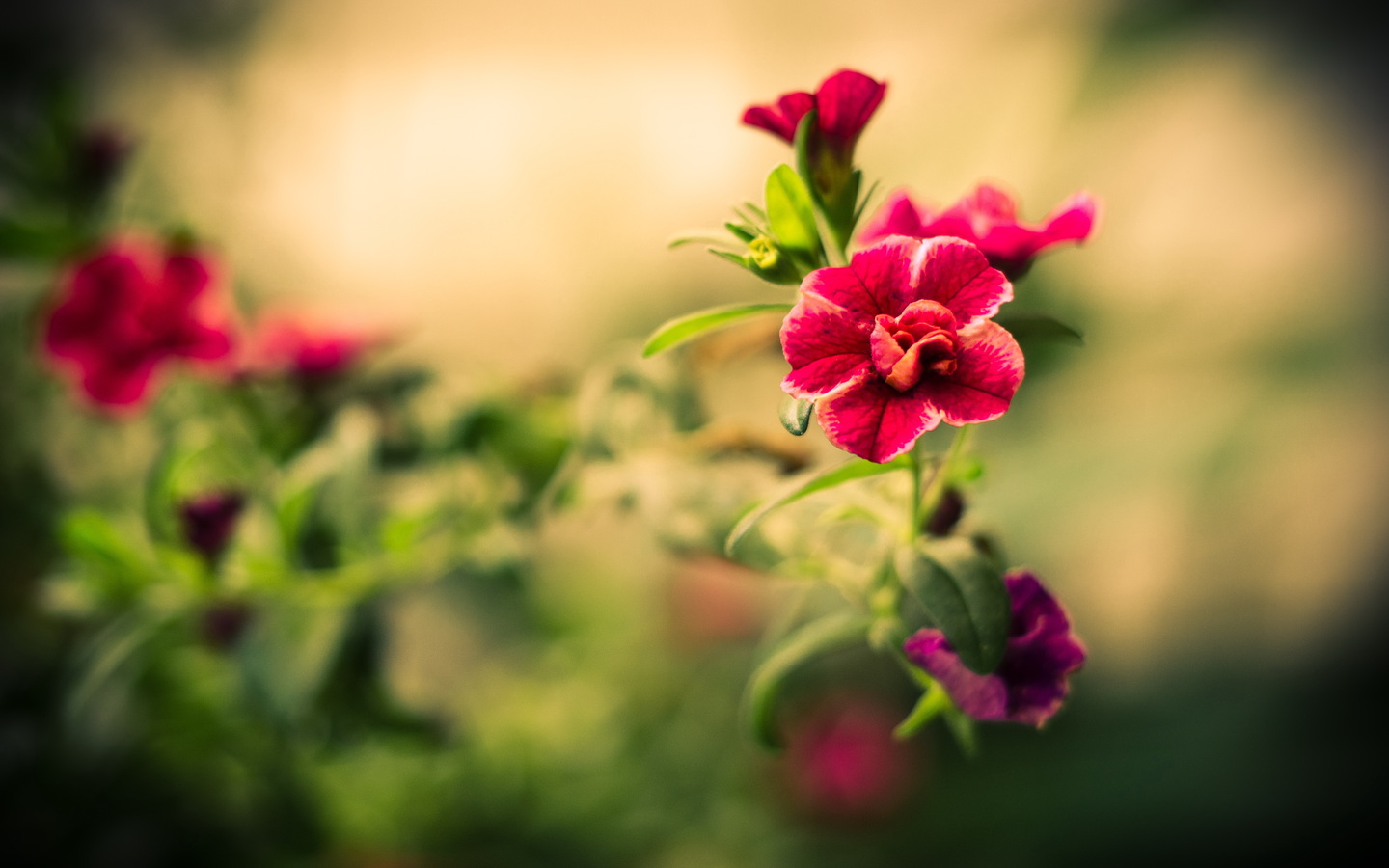 Download · Awesome Flower Wallpaper