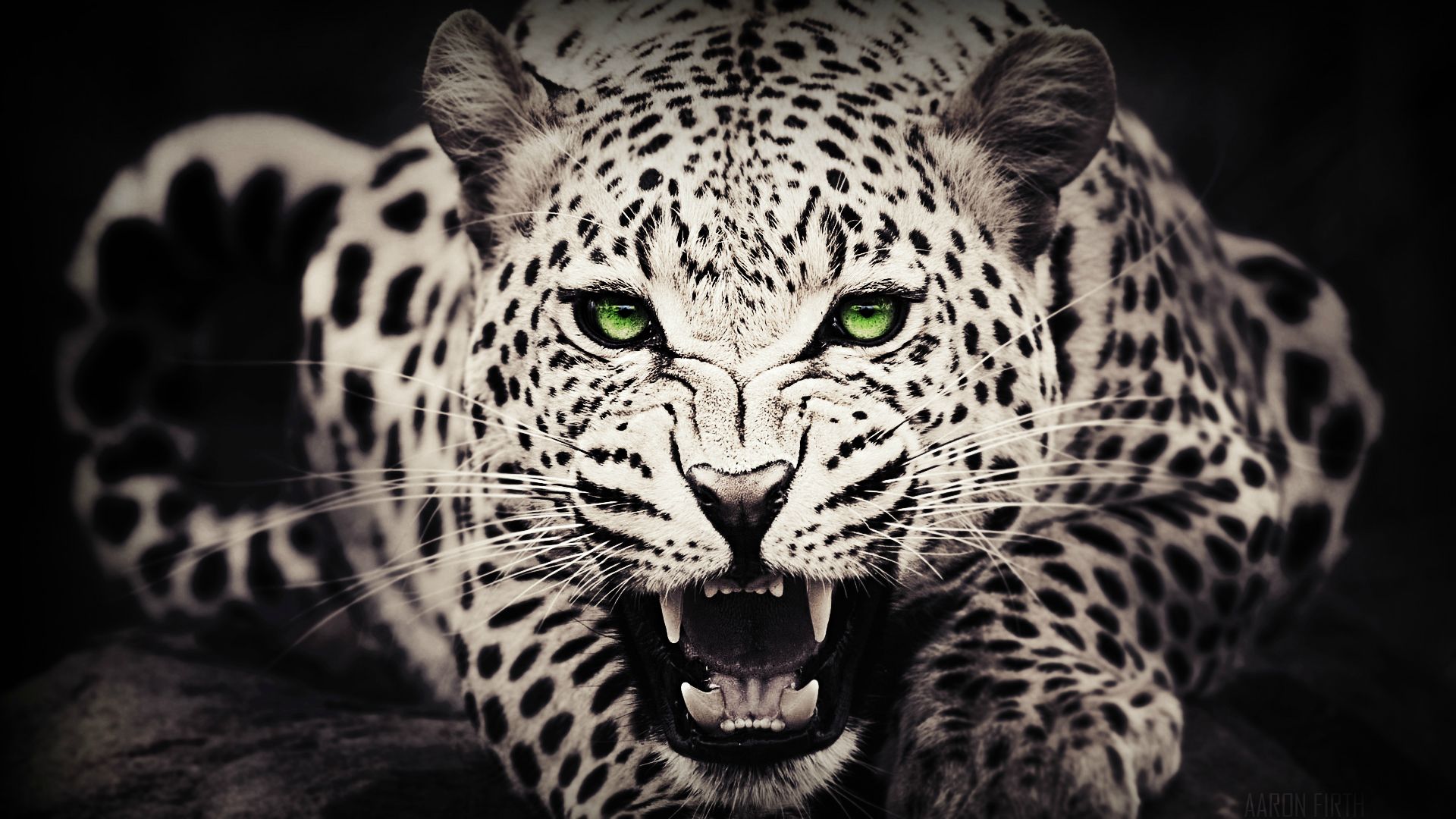 Black White Leopard Wallpaper for Android