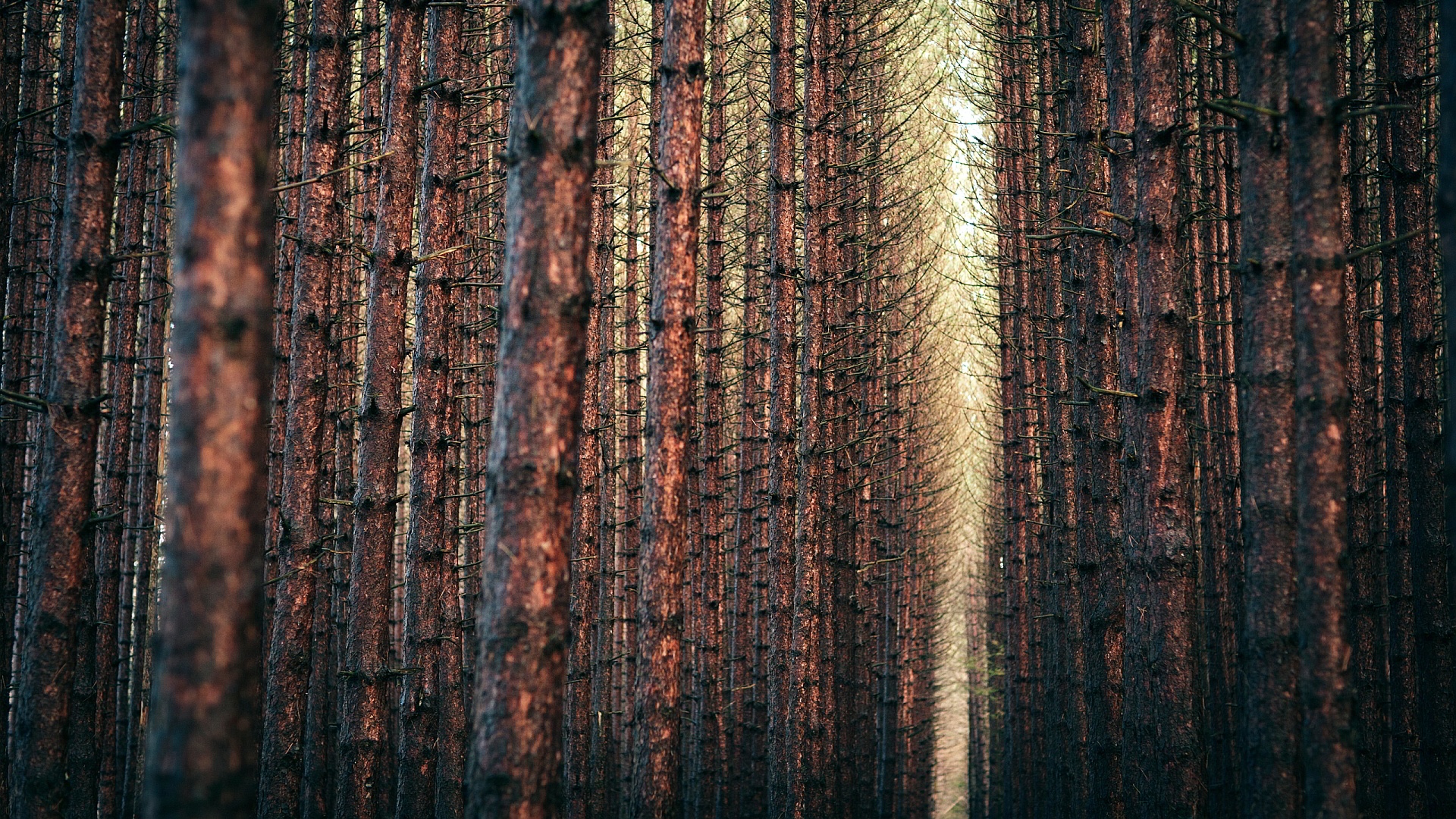 Awesome Pine Forest Wallpaper