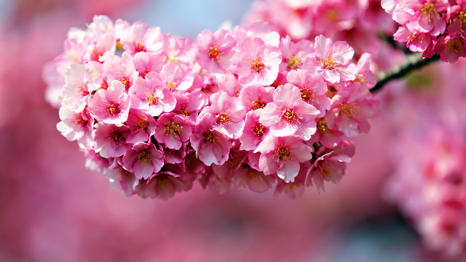 Awesome Pink Flowers Wallpaper