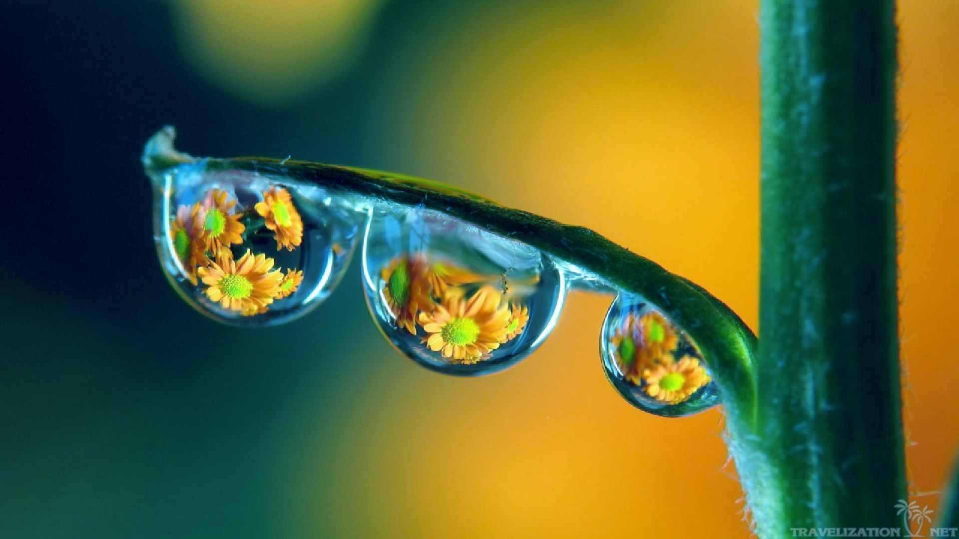You can find Amazing Three Drop On Plant Natural wallpapers in many resolution such as 1024×768, 1280×1024, 1366×768, ...