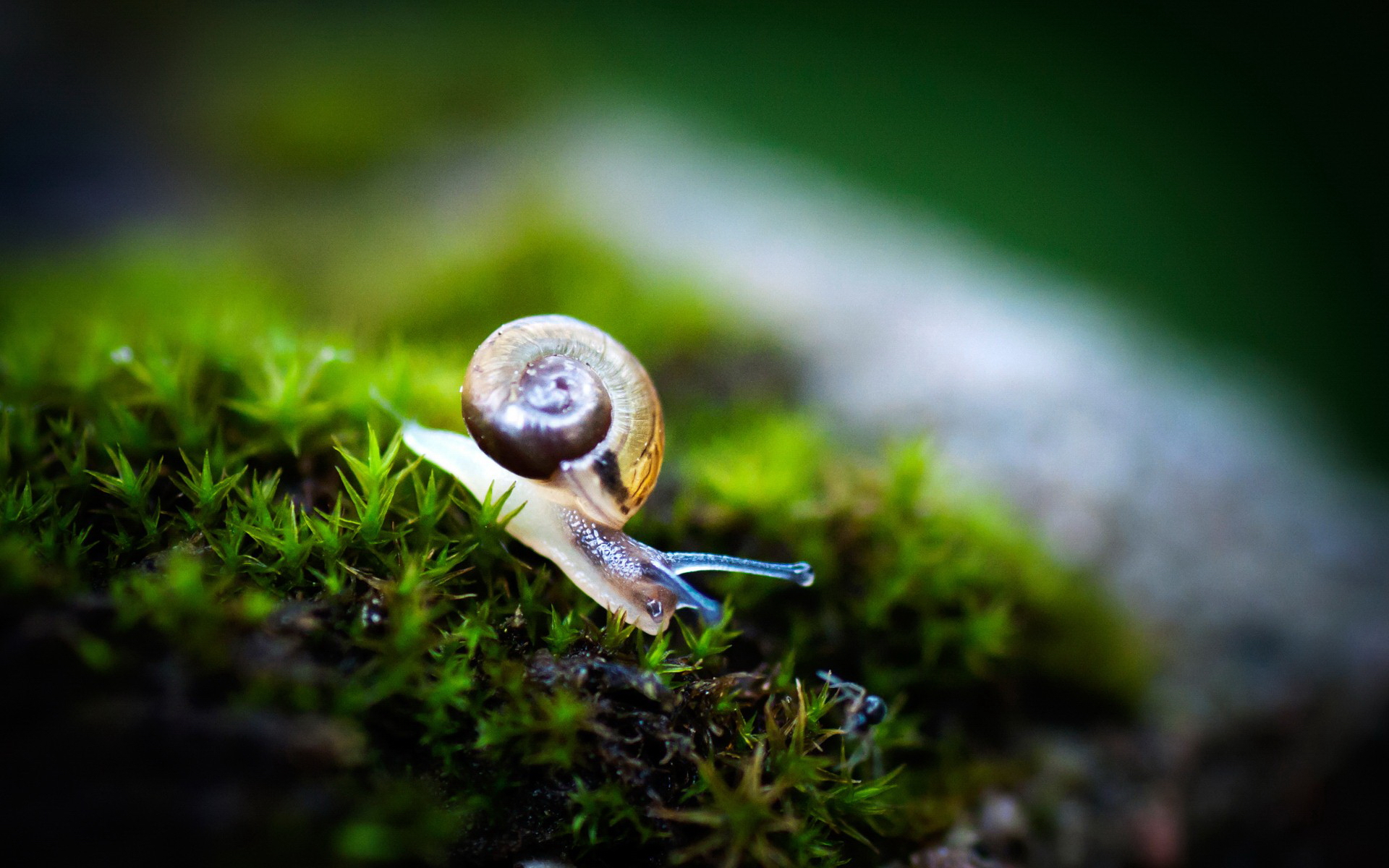 Awesome Snail Wallpaper