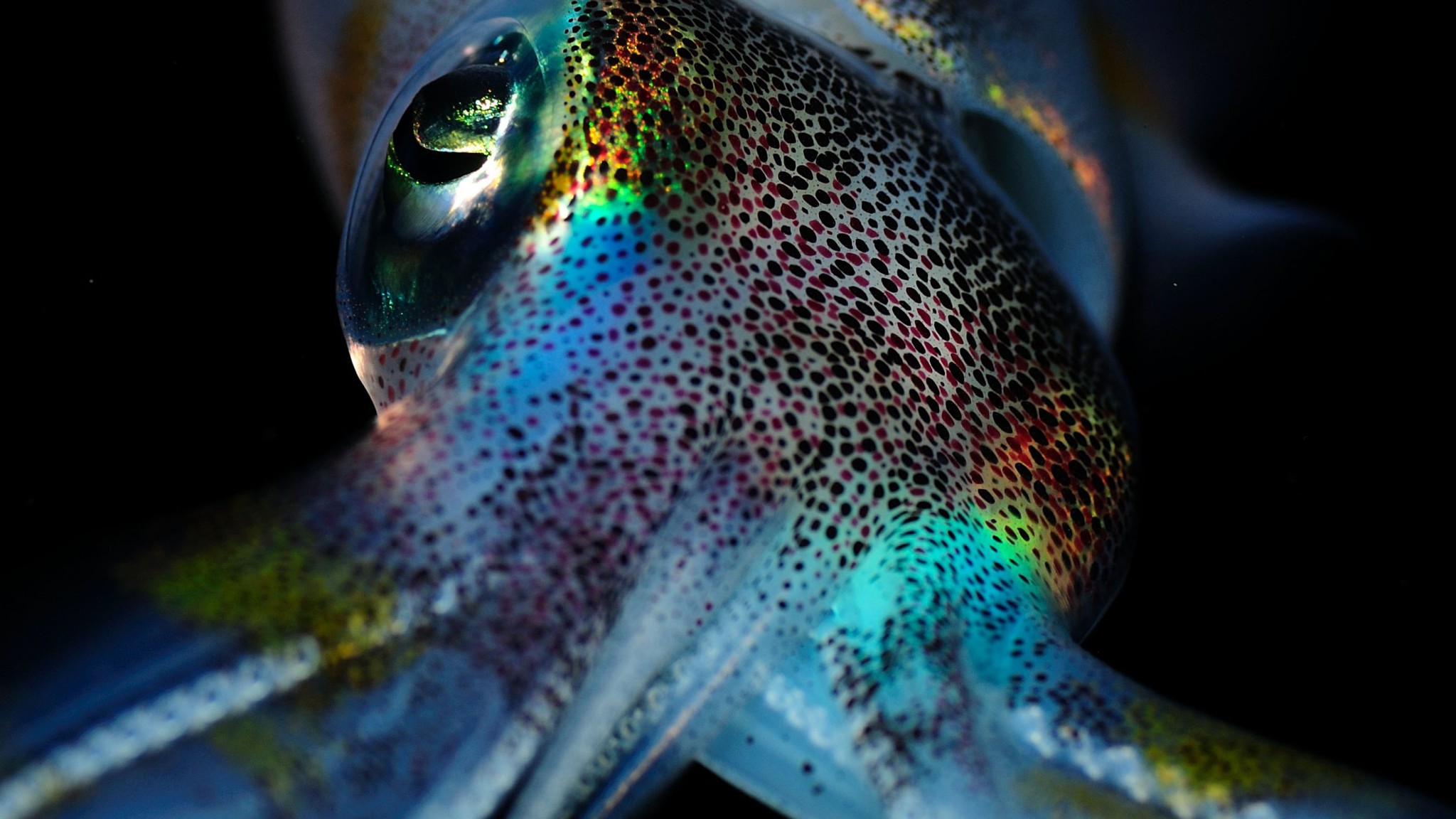 Awesome Squid Wallpaper