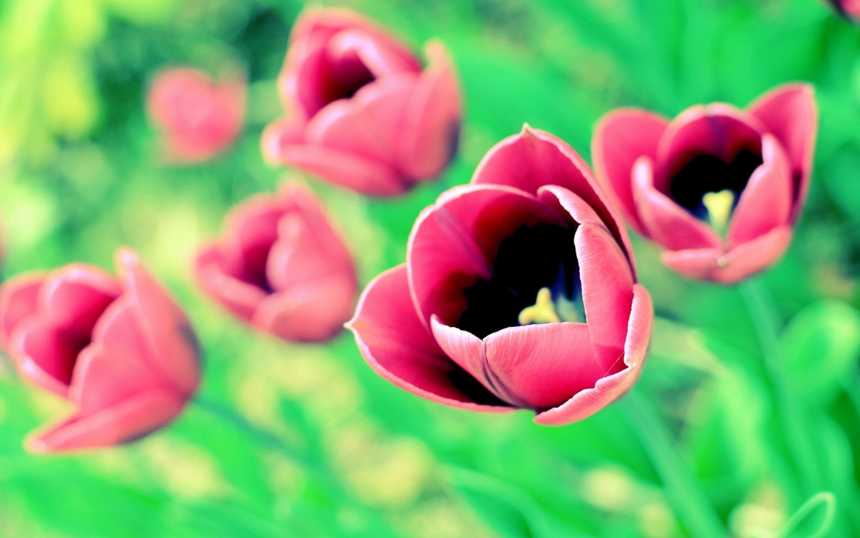Awesome Tulips Flowers Photo