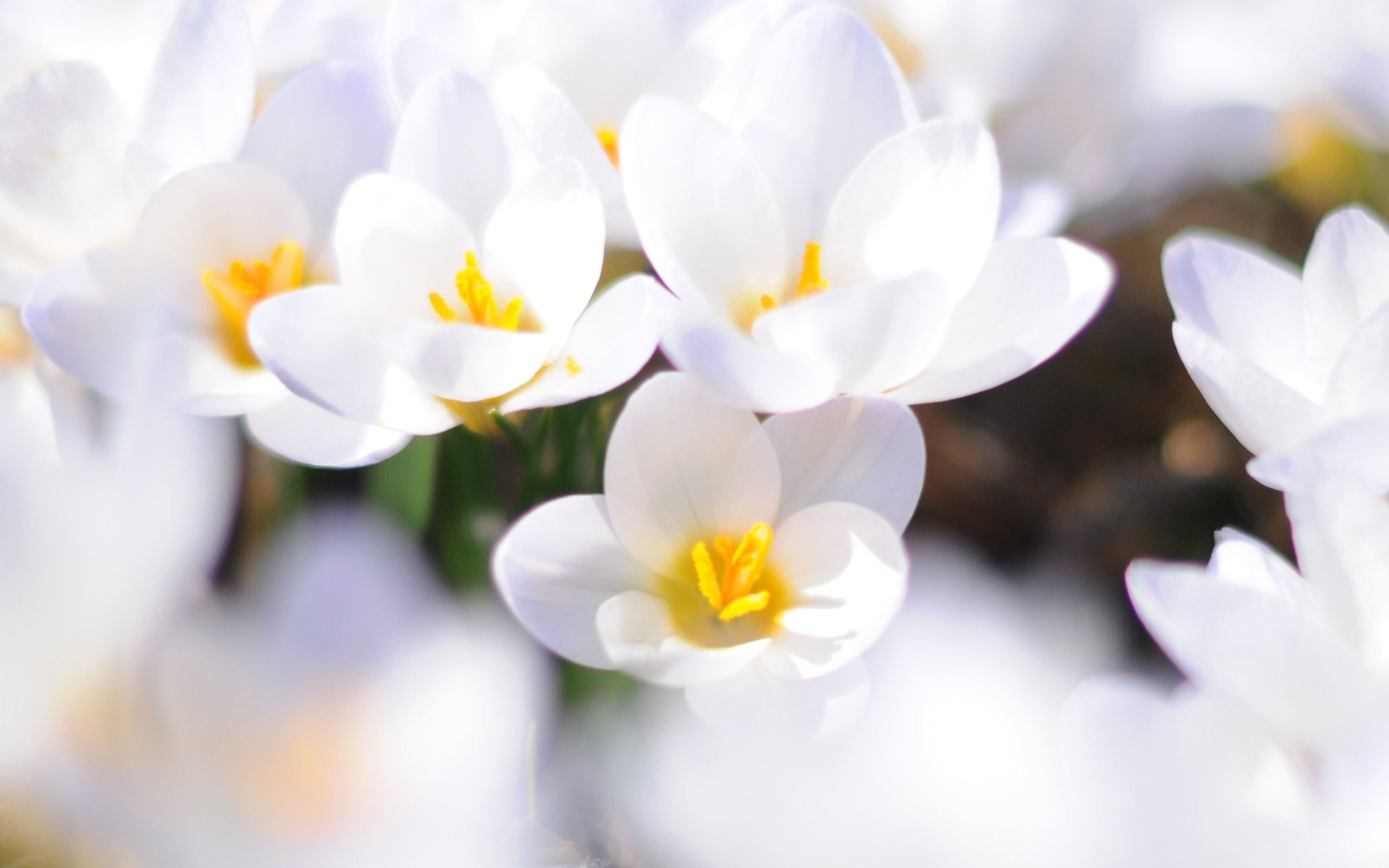 Awesome White Flowers Wallpaper