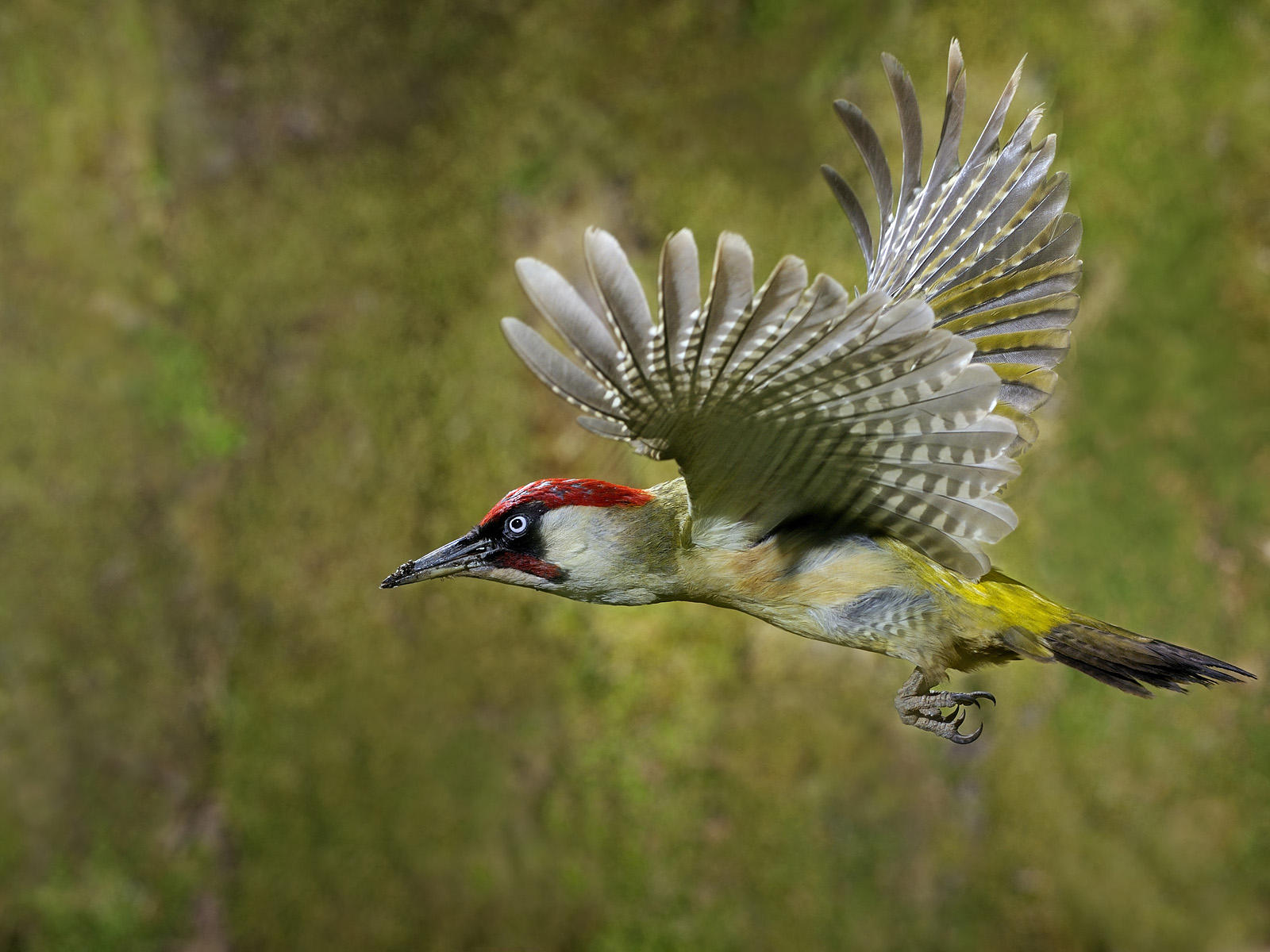 Awesome Woodpecker Pictures