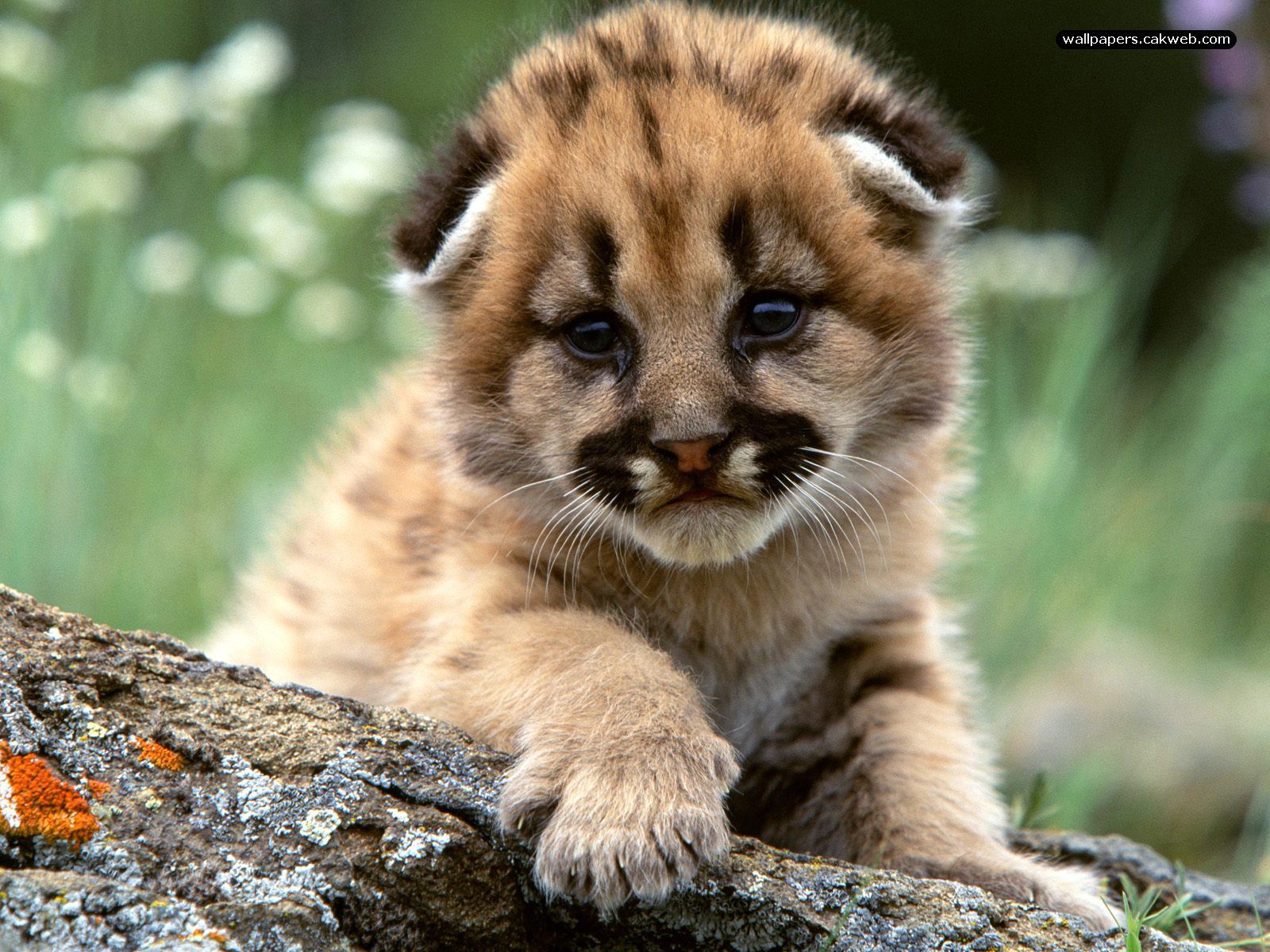 Baby Animal Pictures