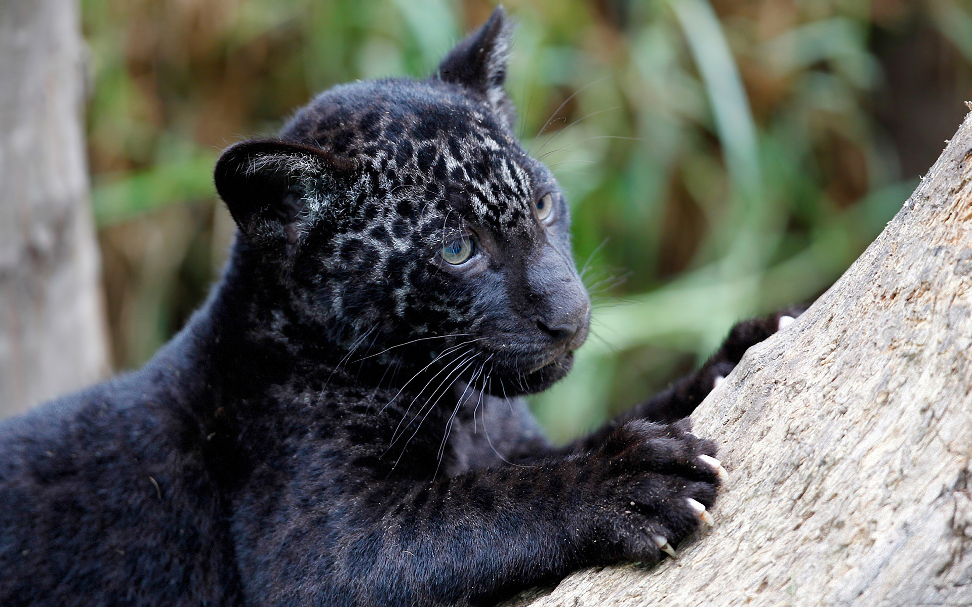 Baby Black Panther 20071