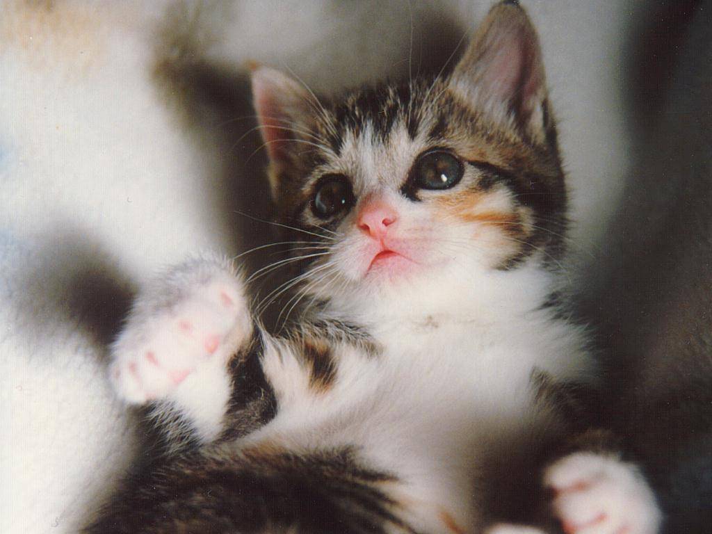 Baby Cat Pictures