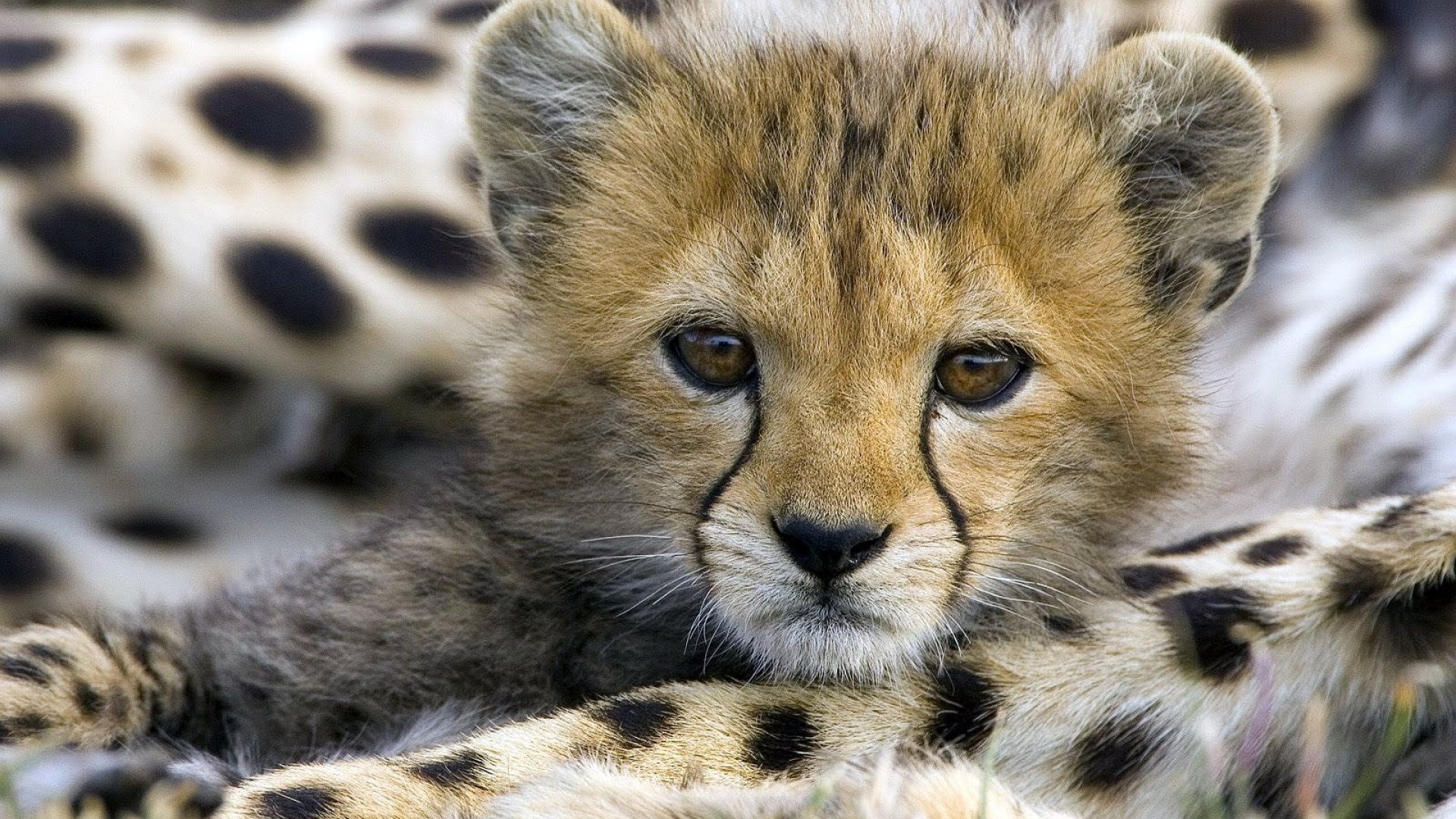 Baby Cheetah Pictures