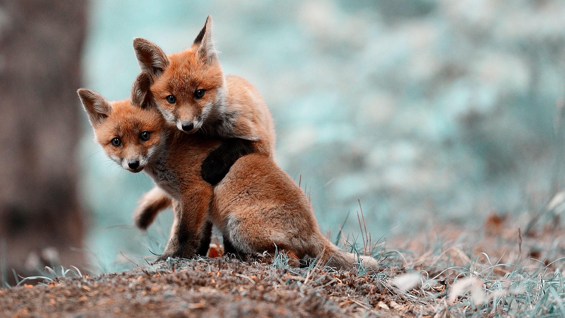 Baby Foxes