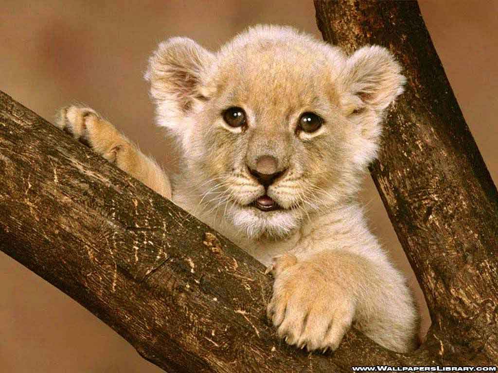 Cute Baby Lion Wallpapers Backgrounds Screensavers