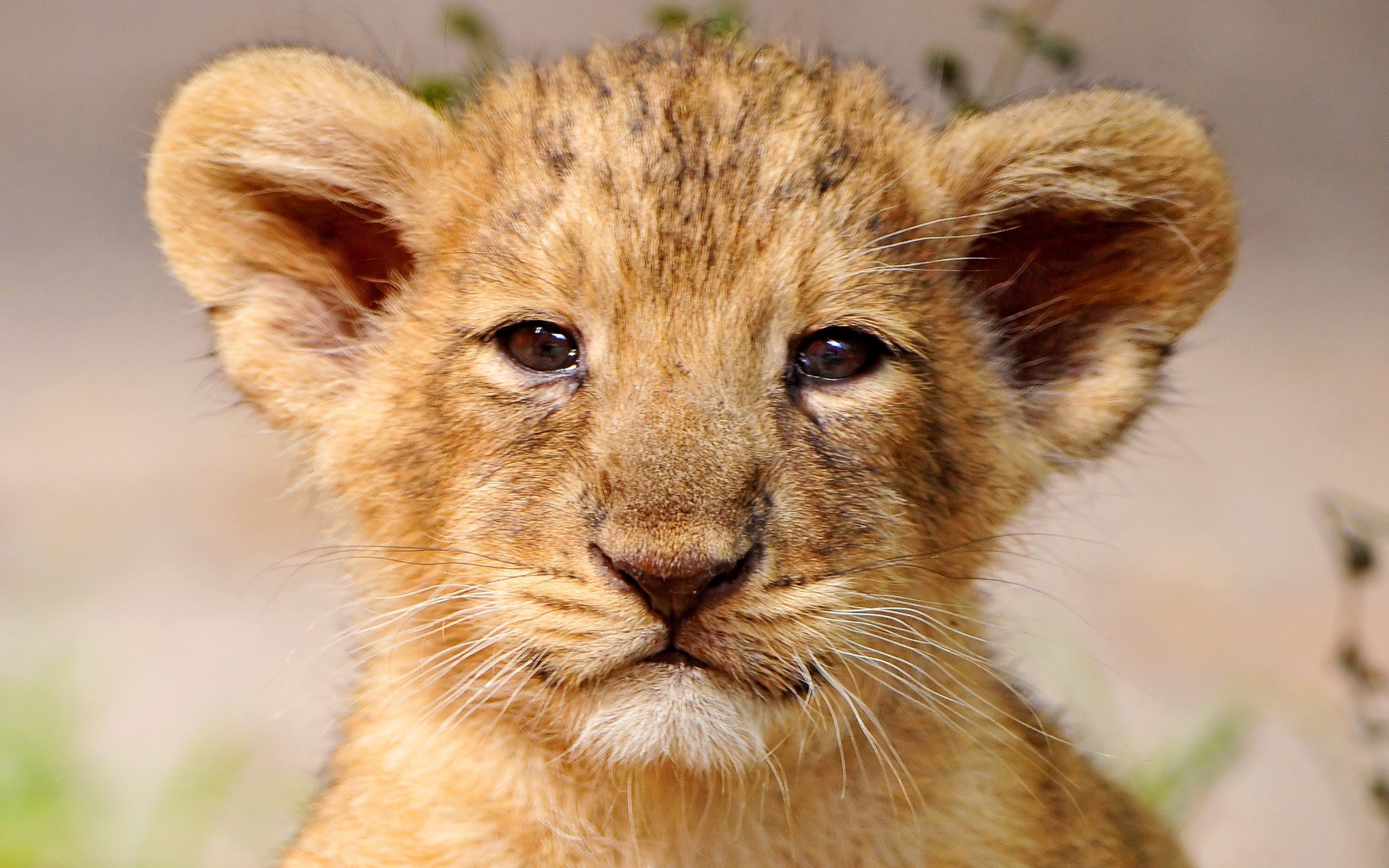 Baby Lion Pictures