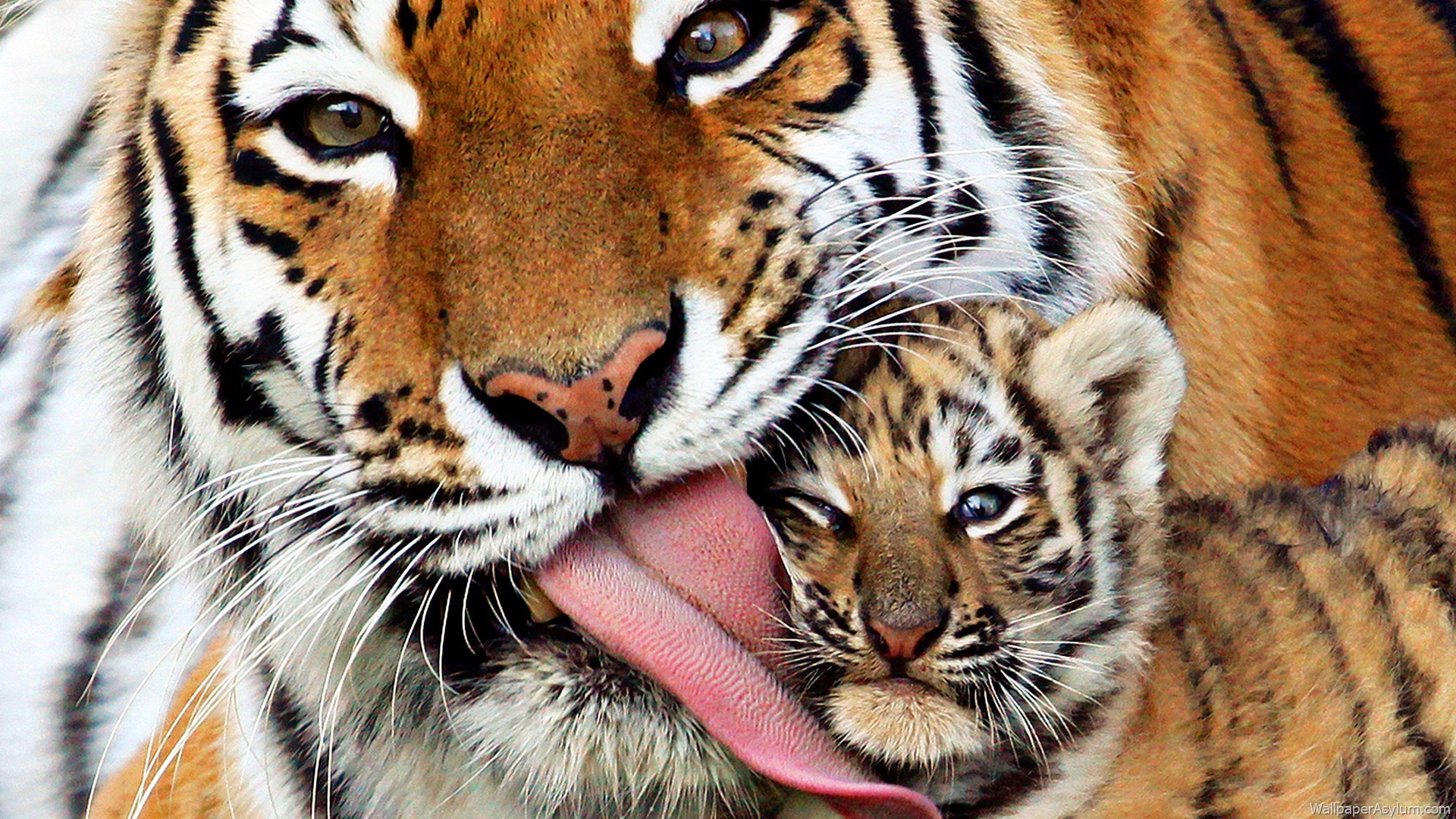 These free downloadable wallpapers are HD and available varying range of sizes and resolutions. Download Baby Tigers HD Wallpapers absolutely free for your ...