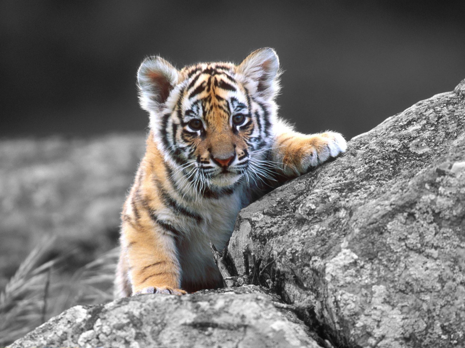 Baby Tiger Wallpaper 02