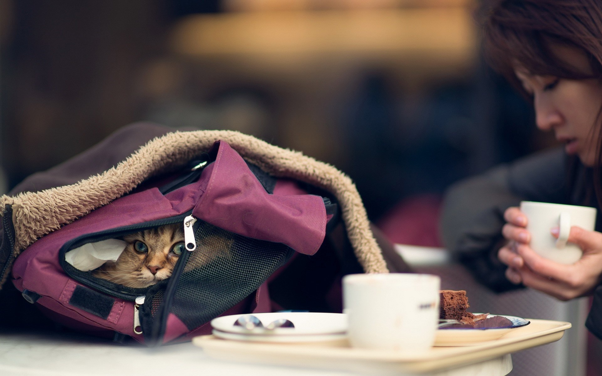 Bag Cat Asian Girl Photo