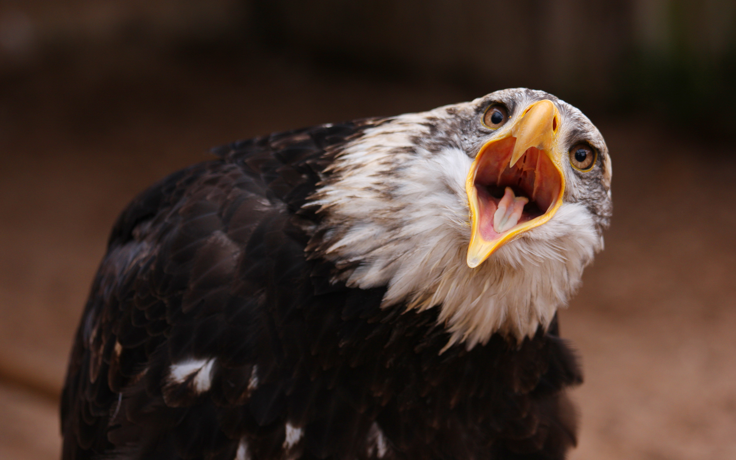 Bald eagle emotion
